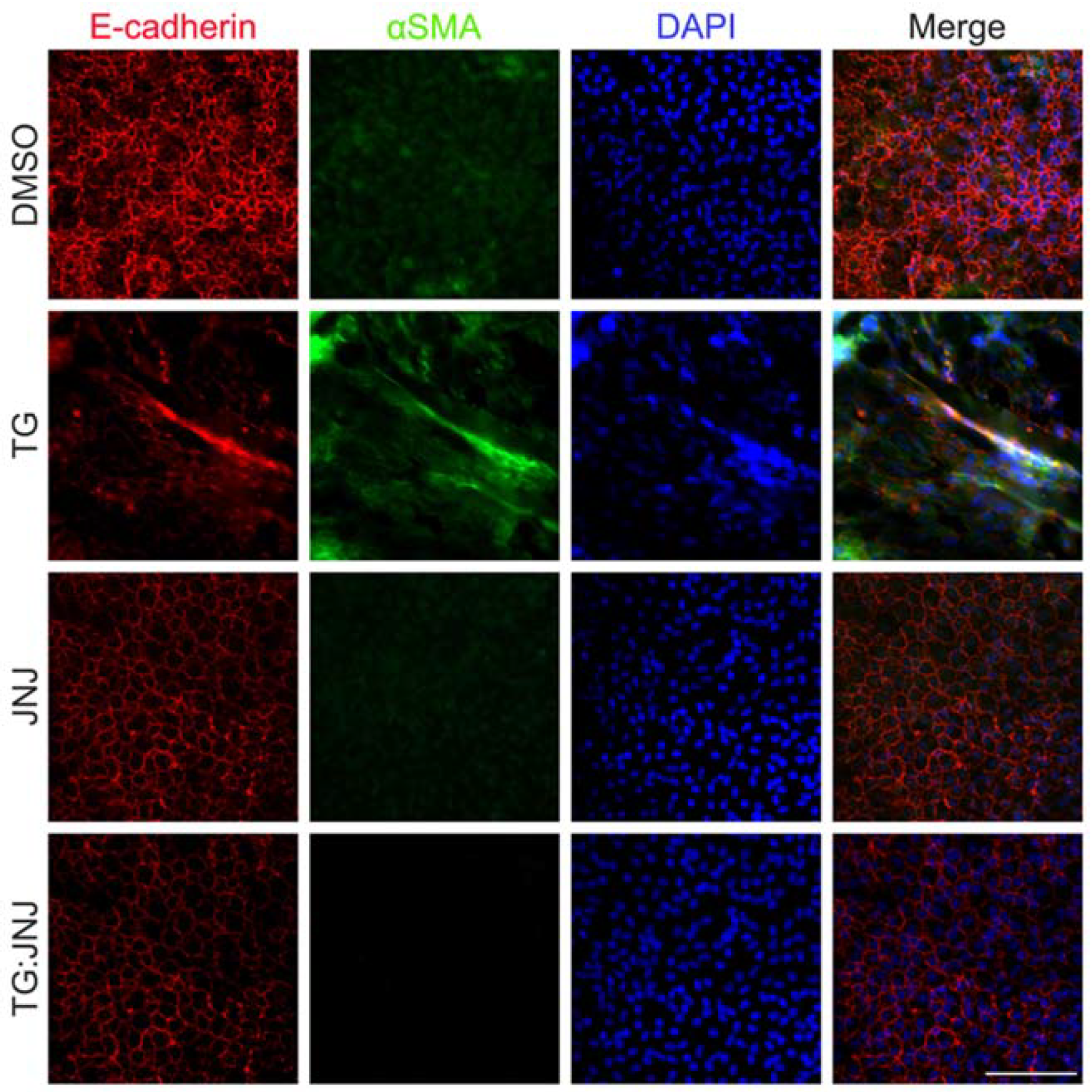 Ijms 22 11988 g004 550