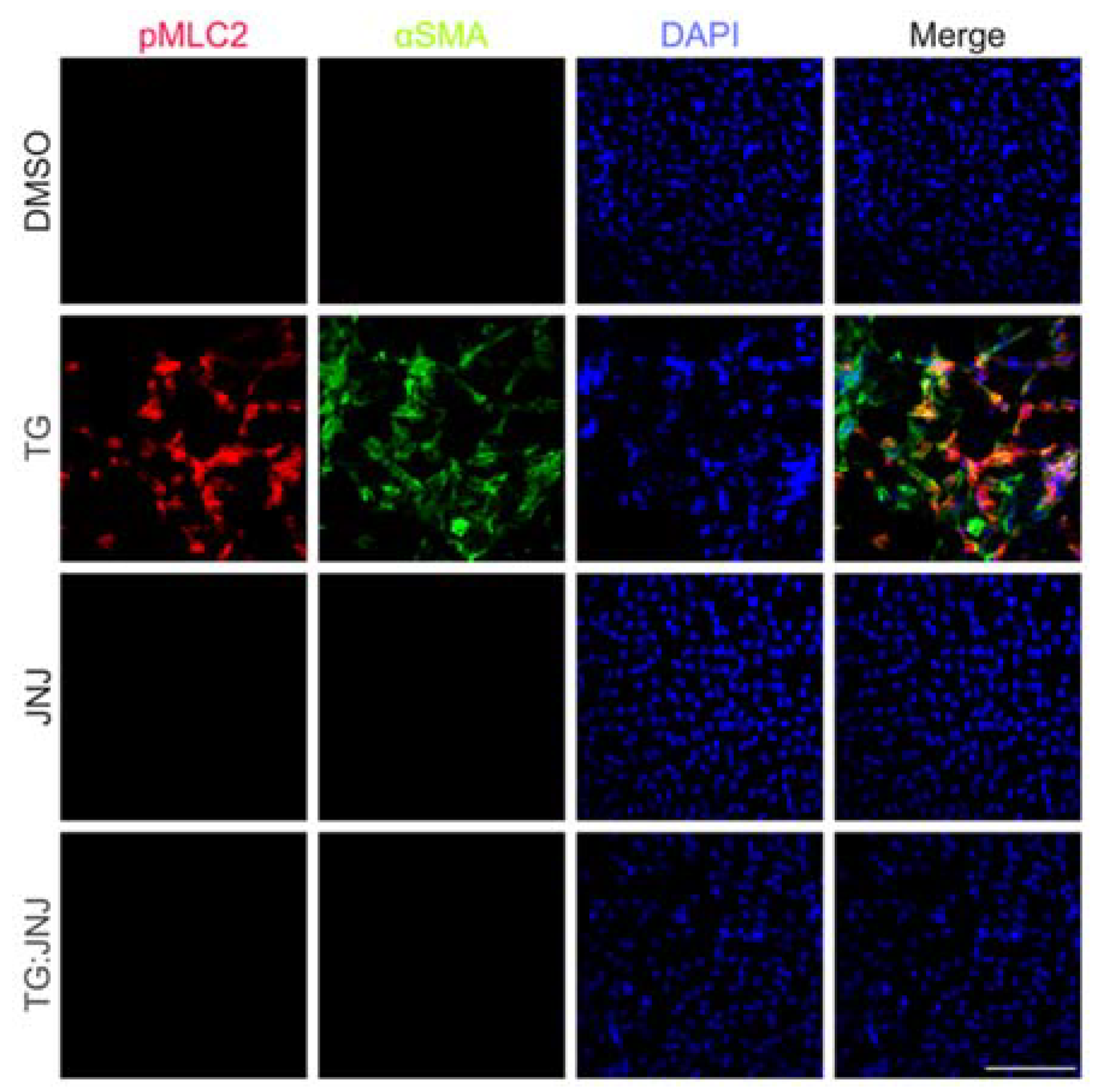 Ijms 22 11988 g008 550