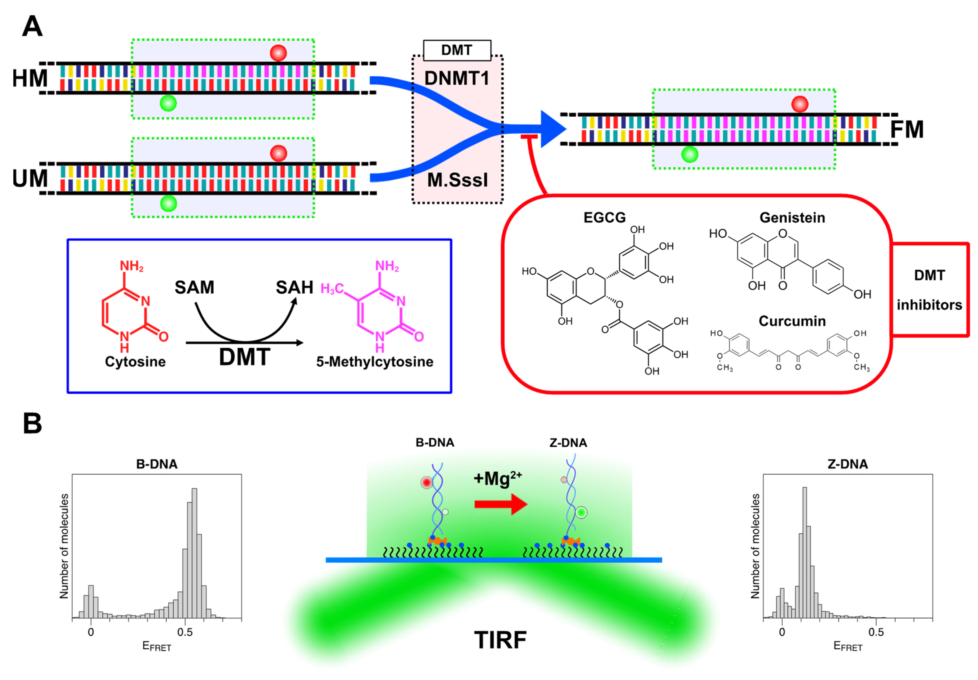 洋書 DNA Methylation Protocols DNA Methylation Protocols | SpringerLink