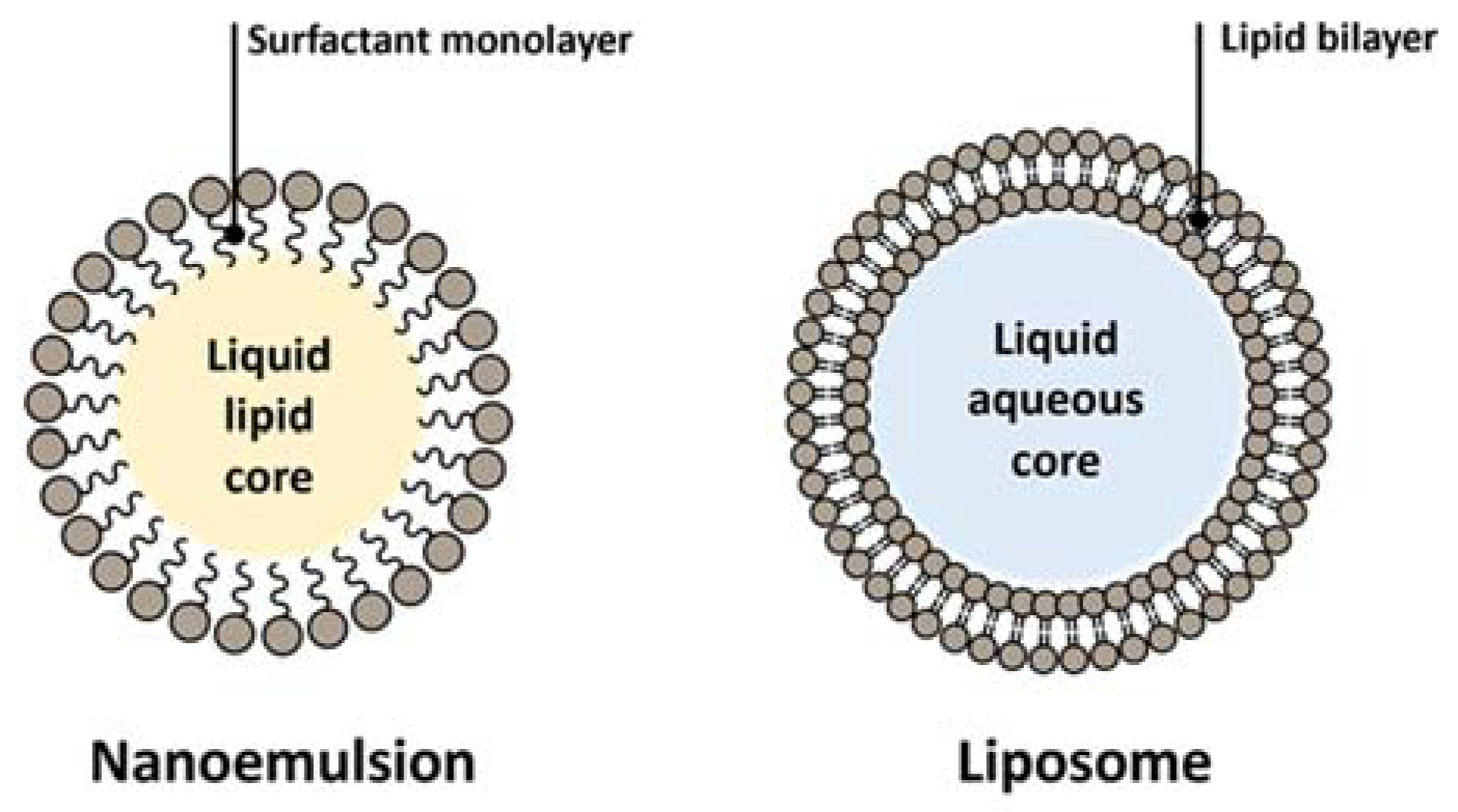 Ijms 22 11991 g004 550