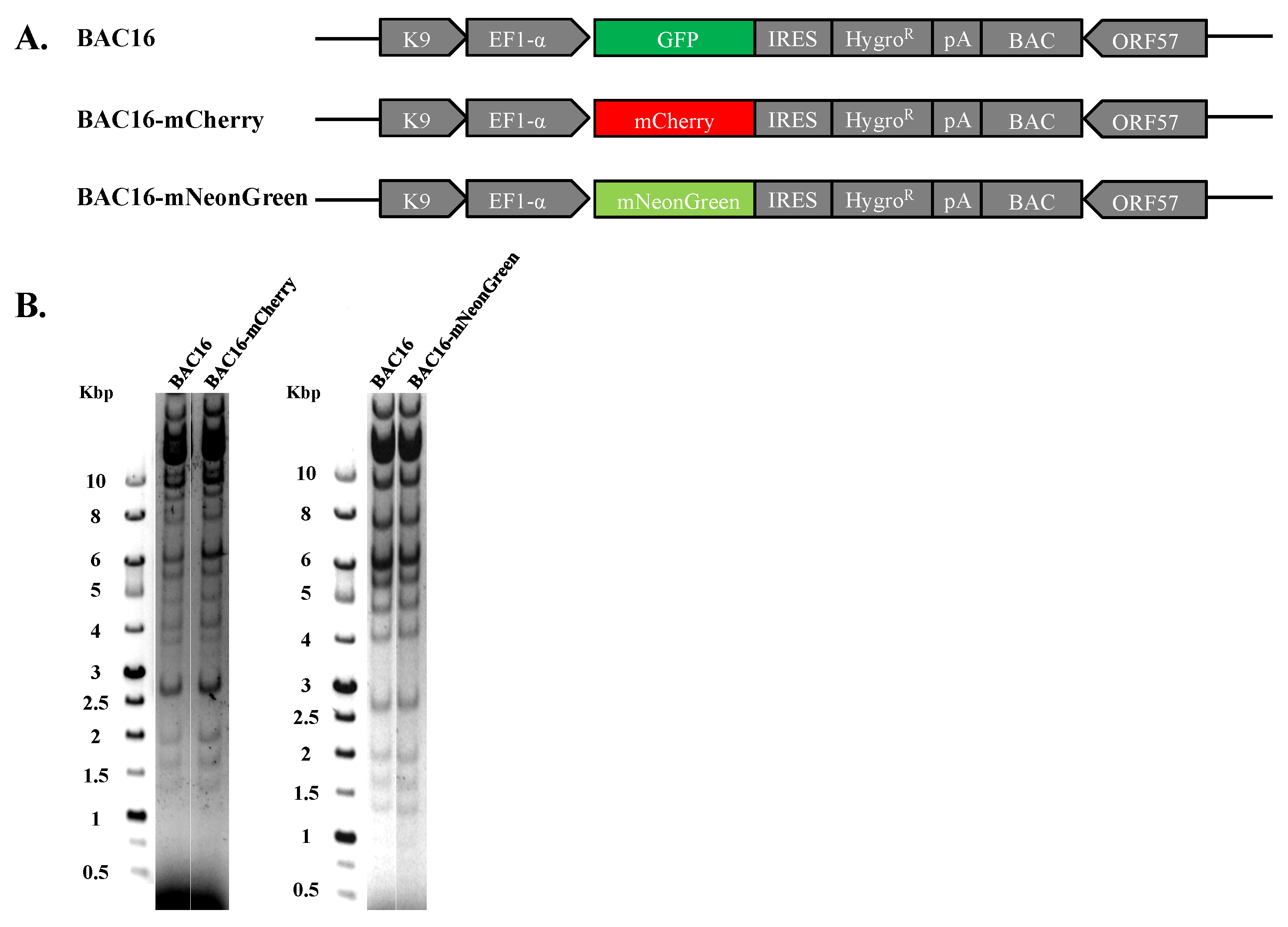 Ijms 22 11994 g001 Ijms 22 11994 g001