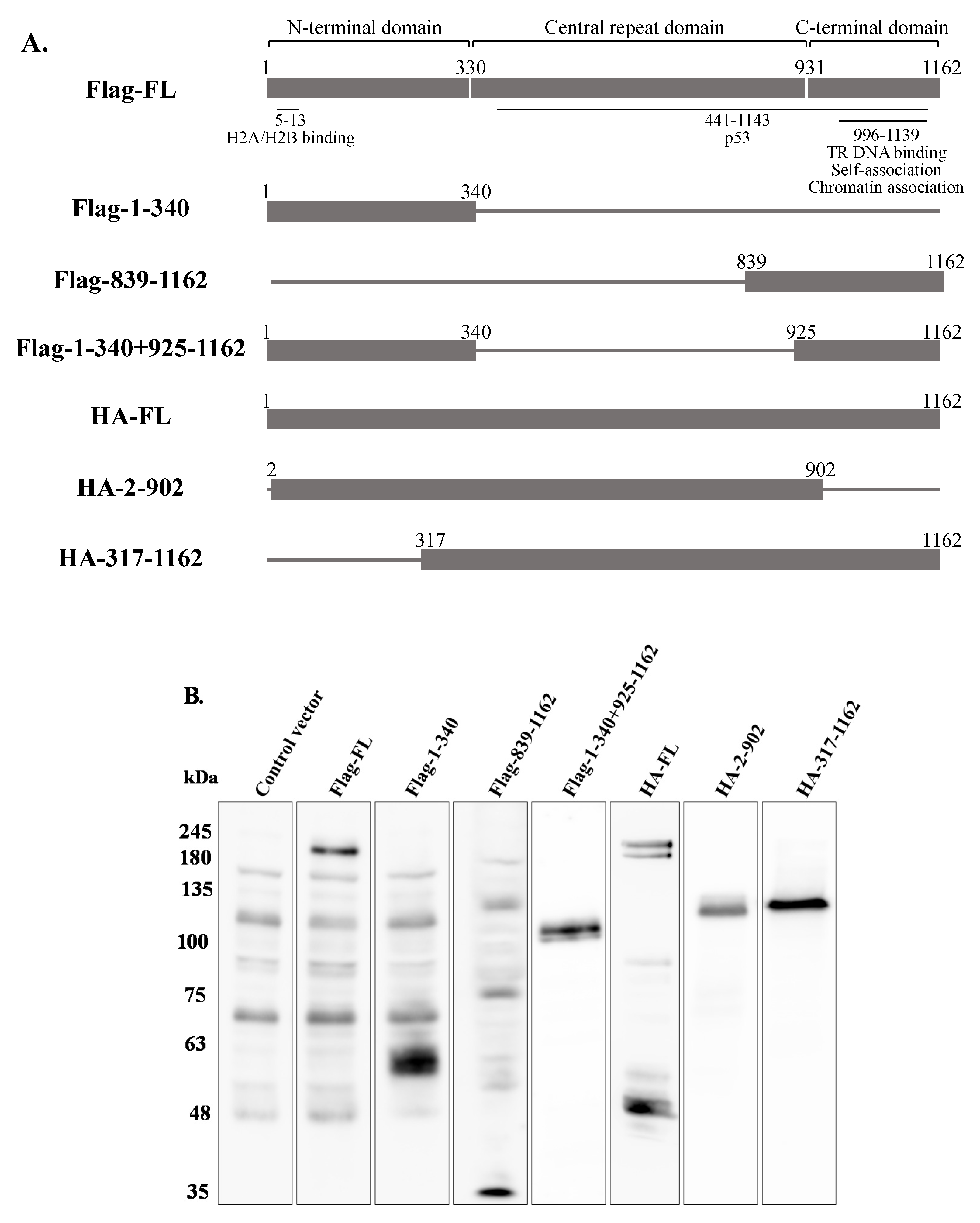 Ijms 22 11994 g012a Ijms 22 11994 g012a