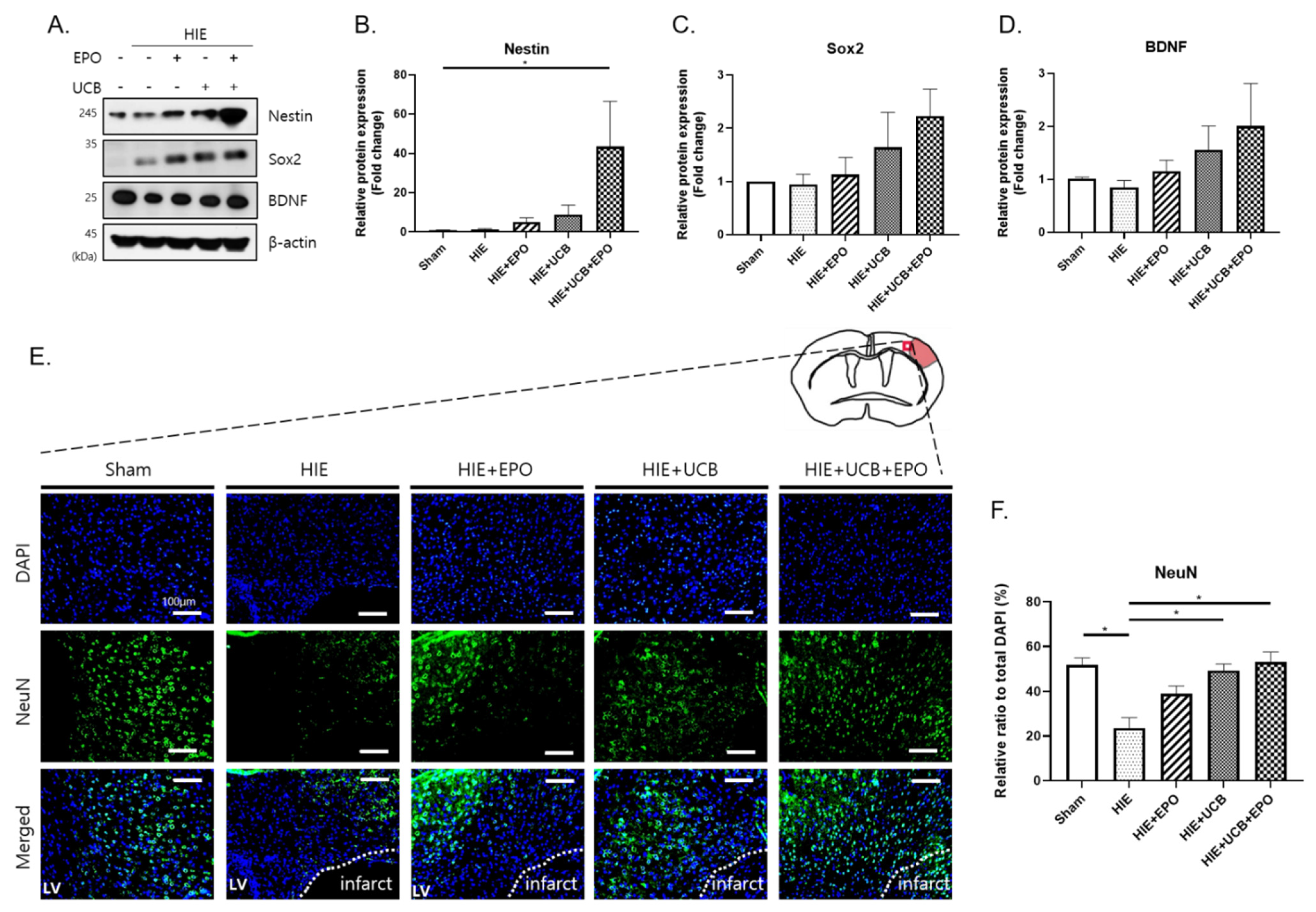 Ijms 22 11995 g006 Ijms 22 11995 g006