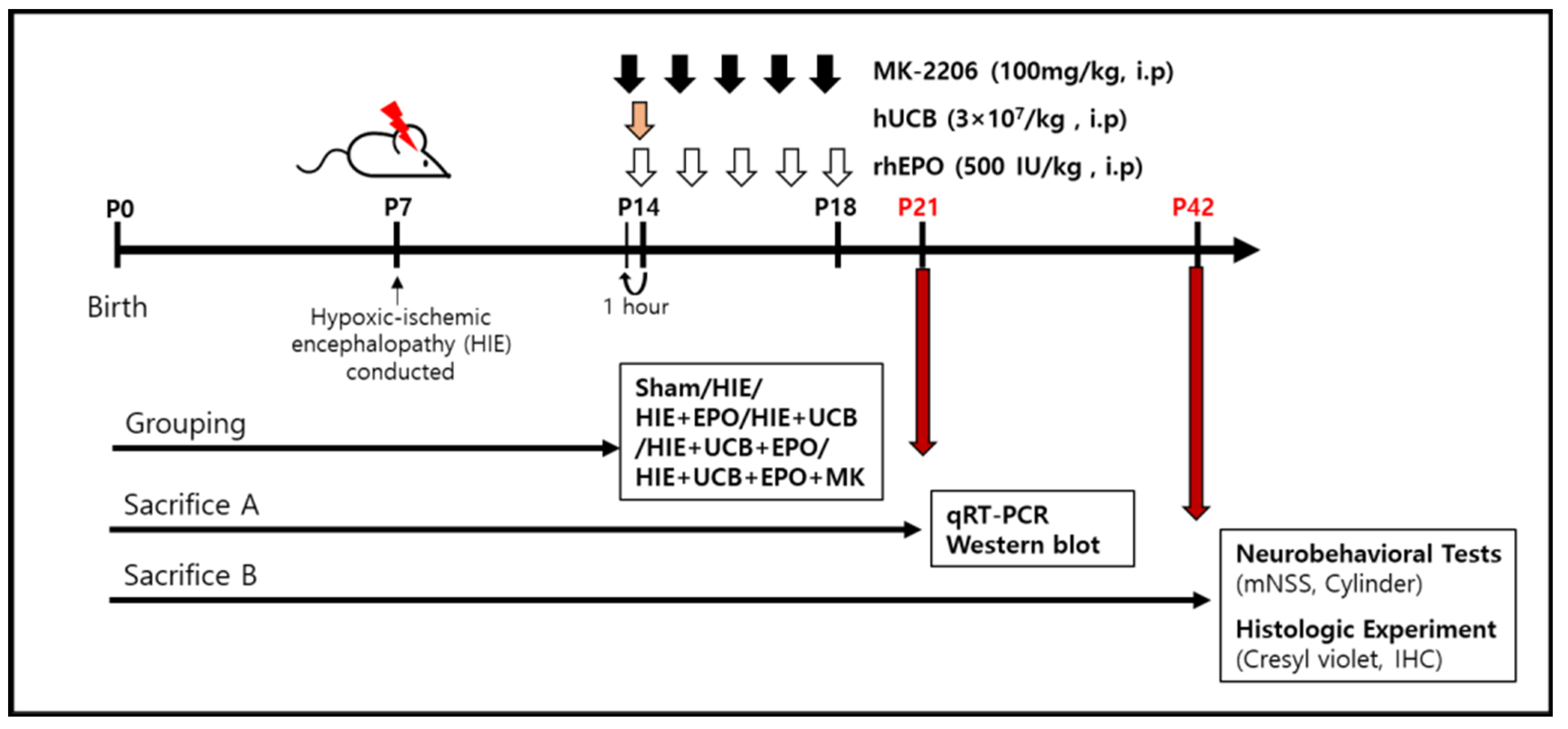 Ijms 22 11995 g008 Ijms 22 11995 g008