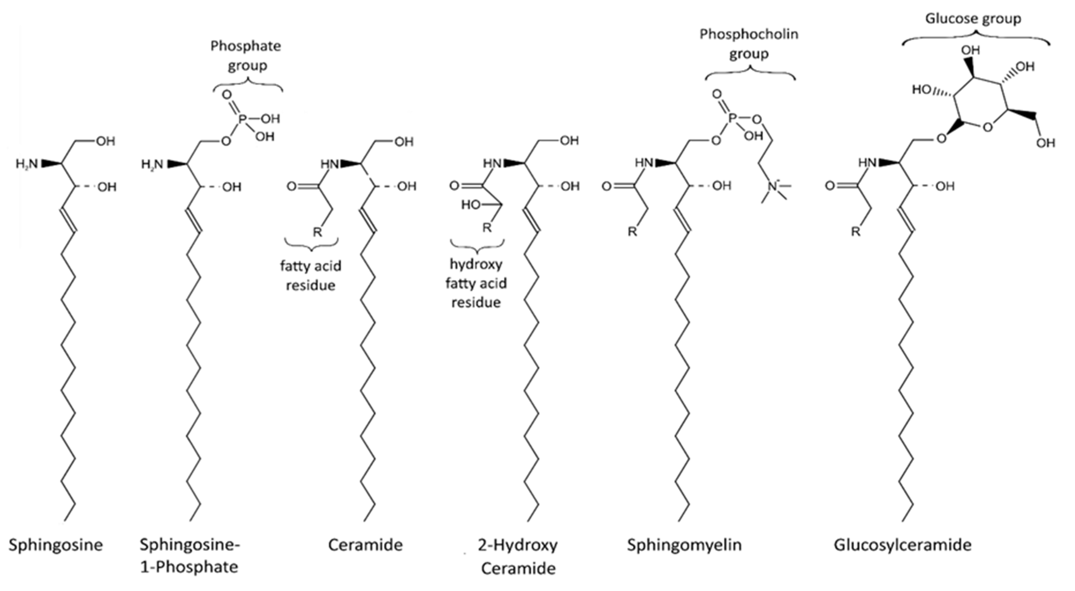 Ijms 22 11998 g001 550