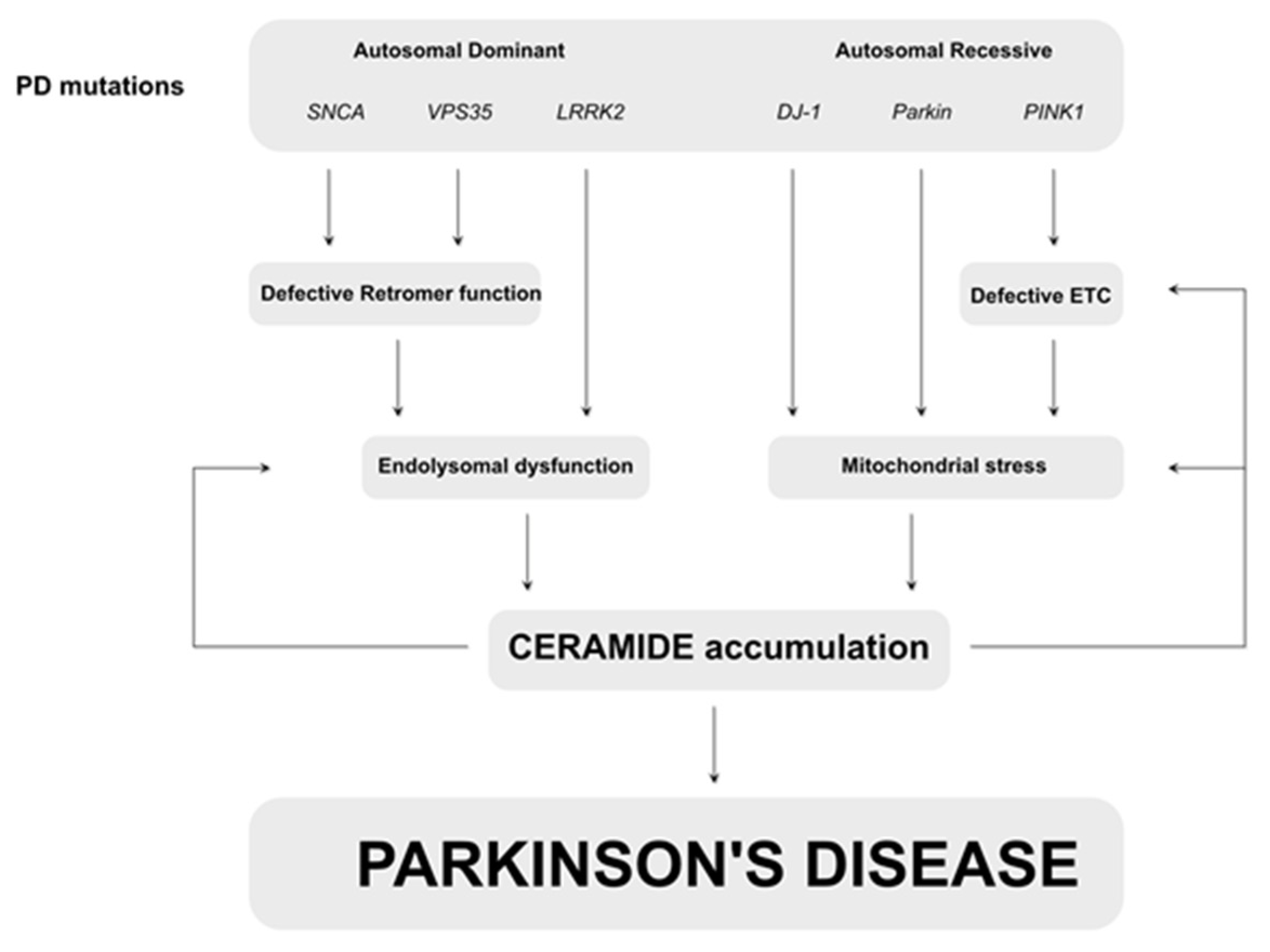 Ijms 22 11998 g004 550