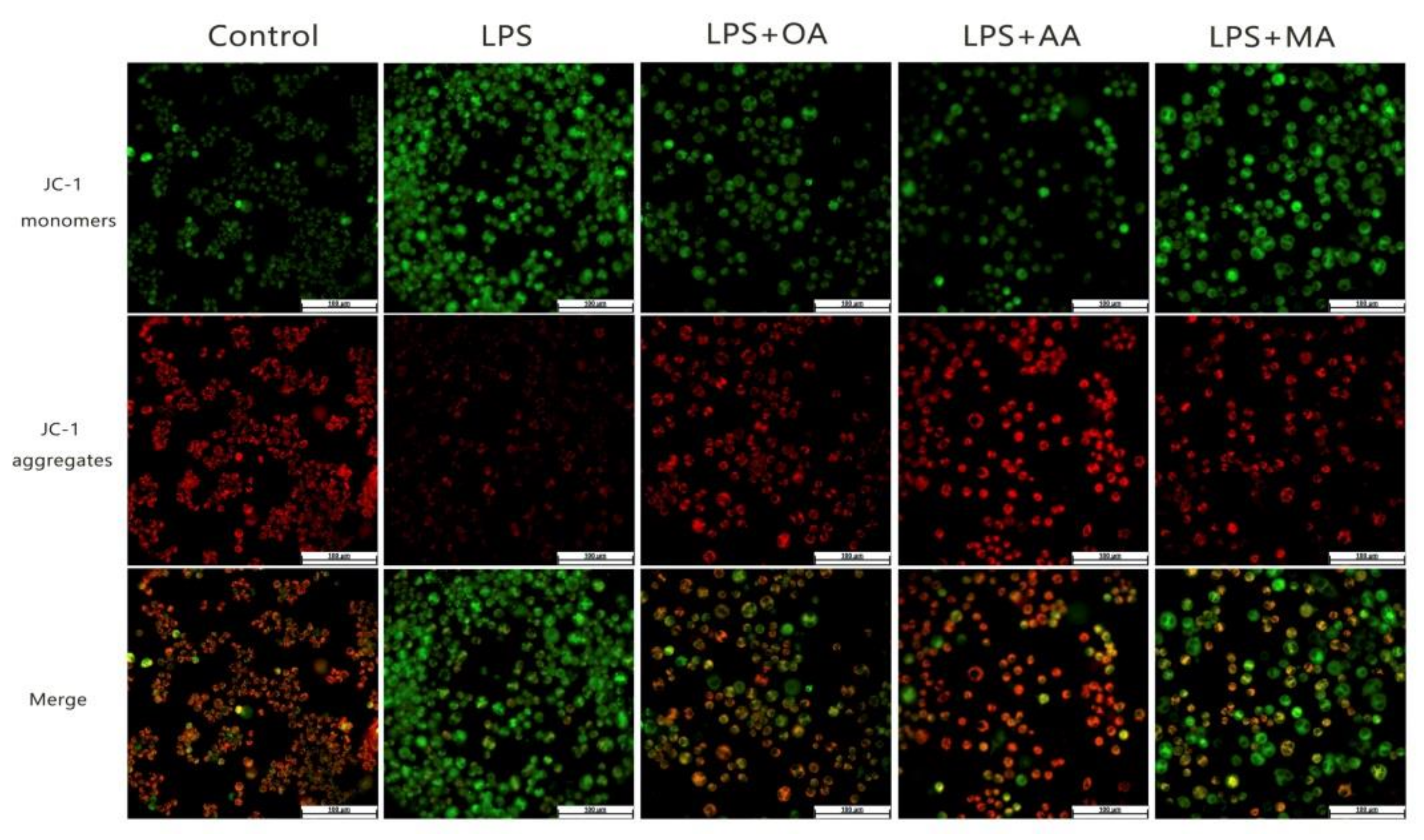 Ijms 22 12009 g005 550