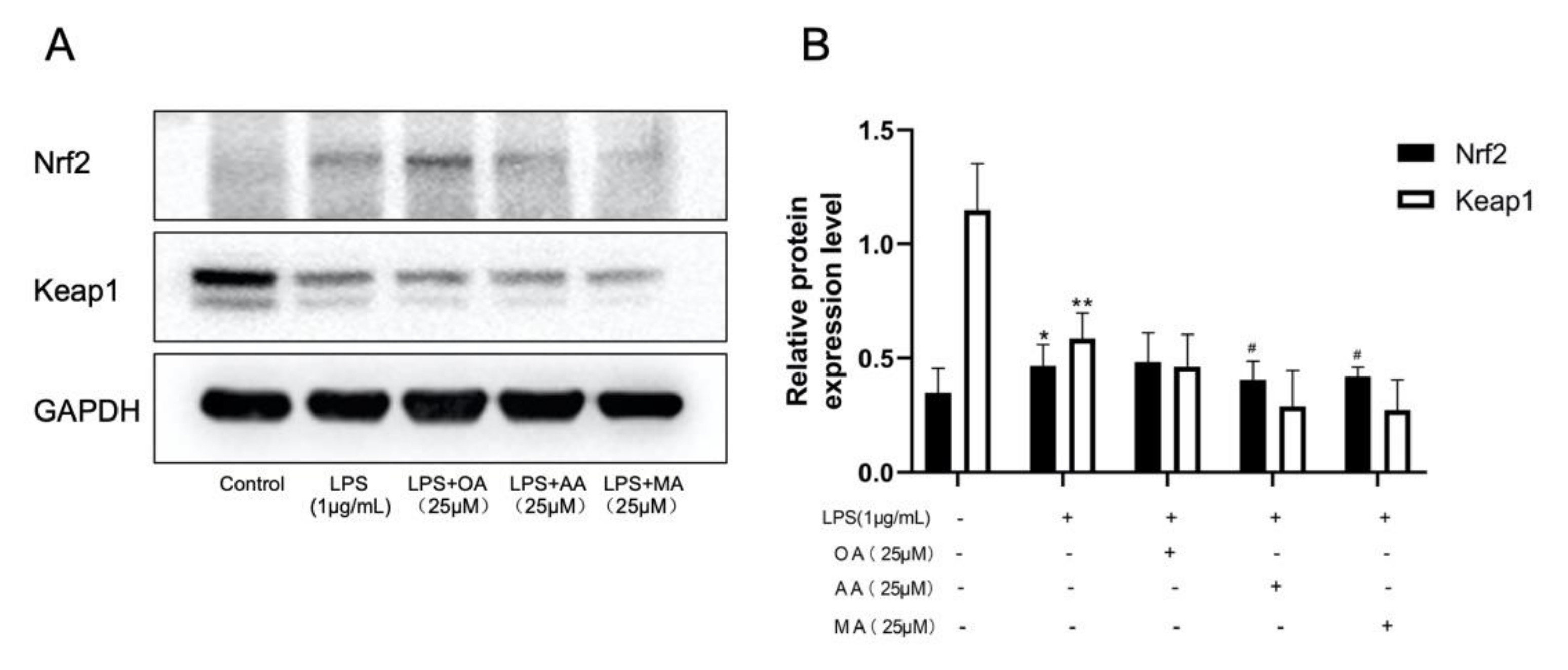 Ijms 22 12009 g008 550