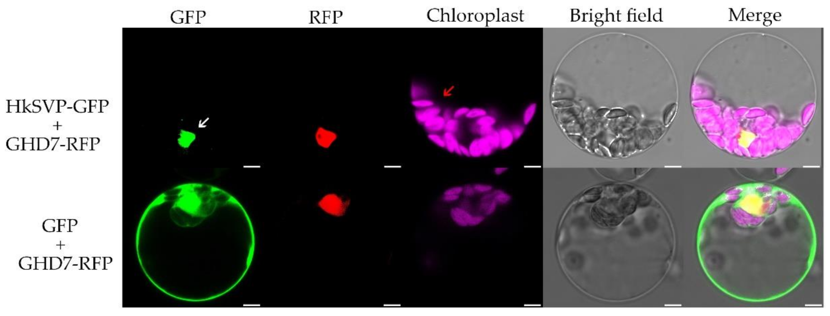 Ijms 22 12010 g002 550