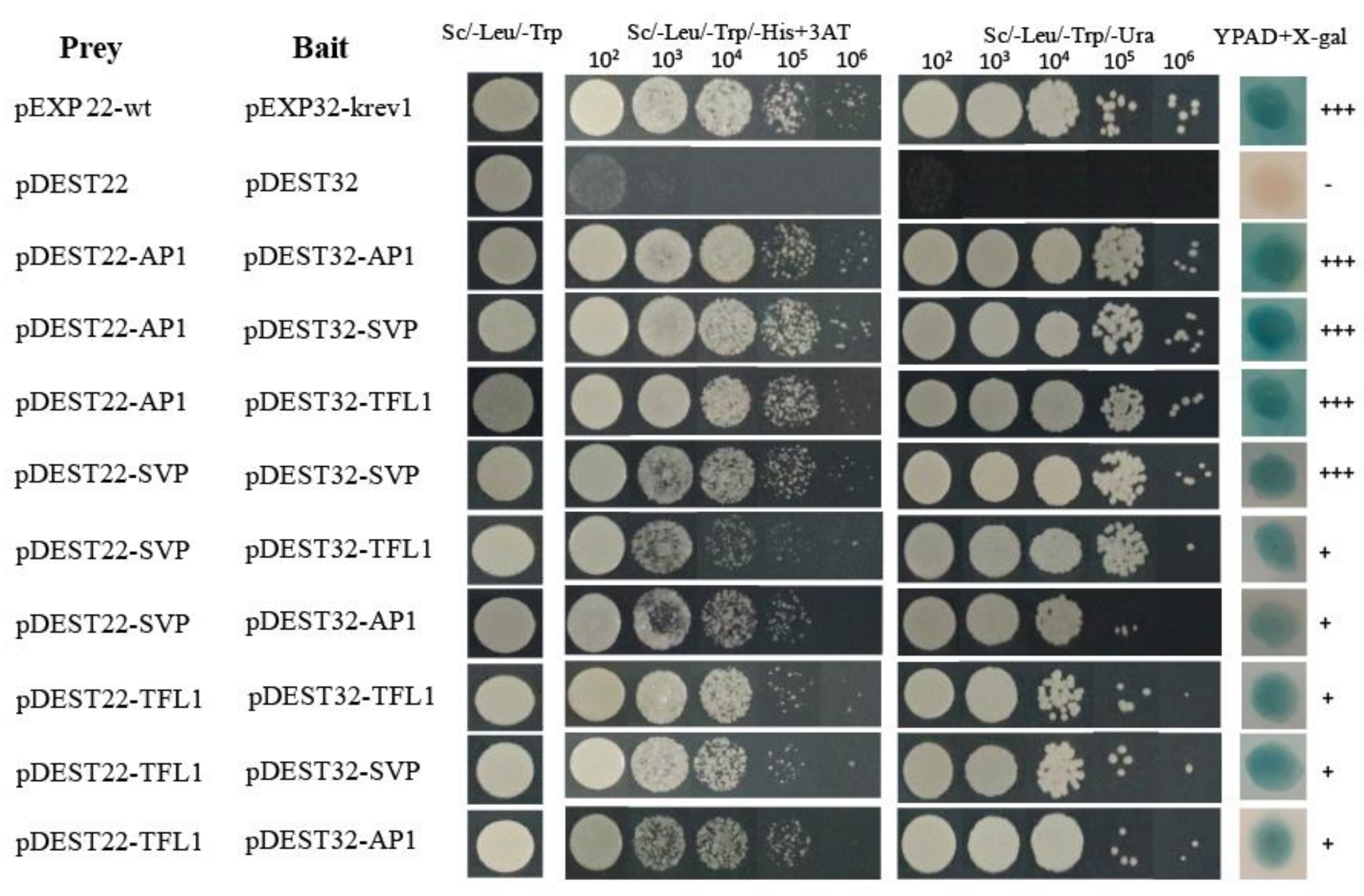Ijms 22 12010 g003 550