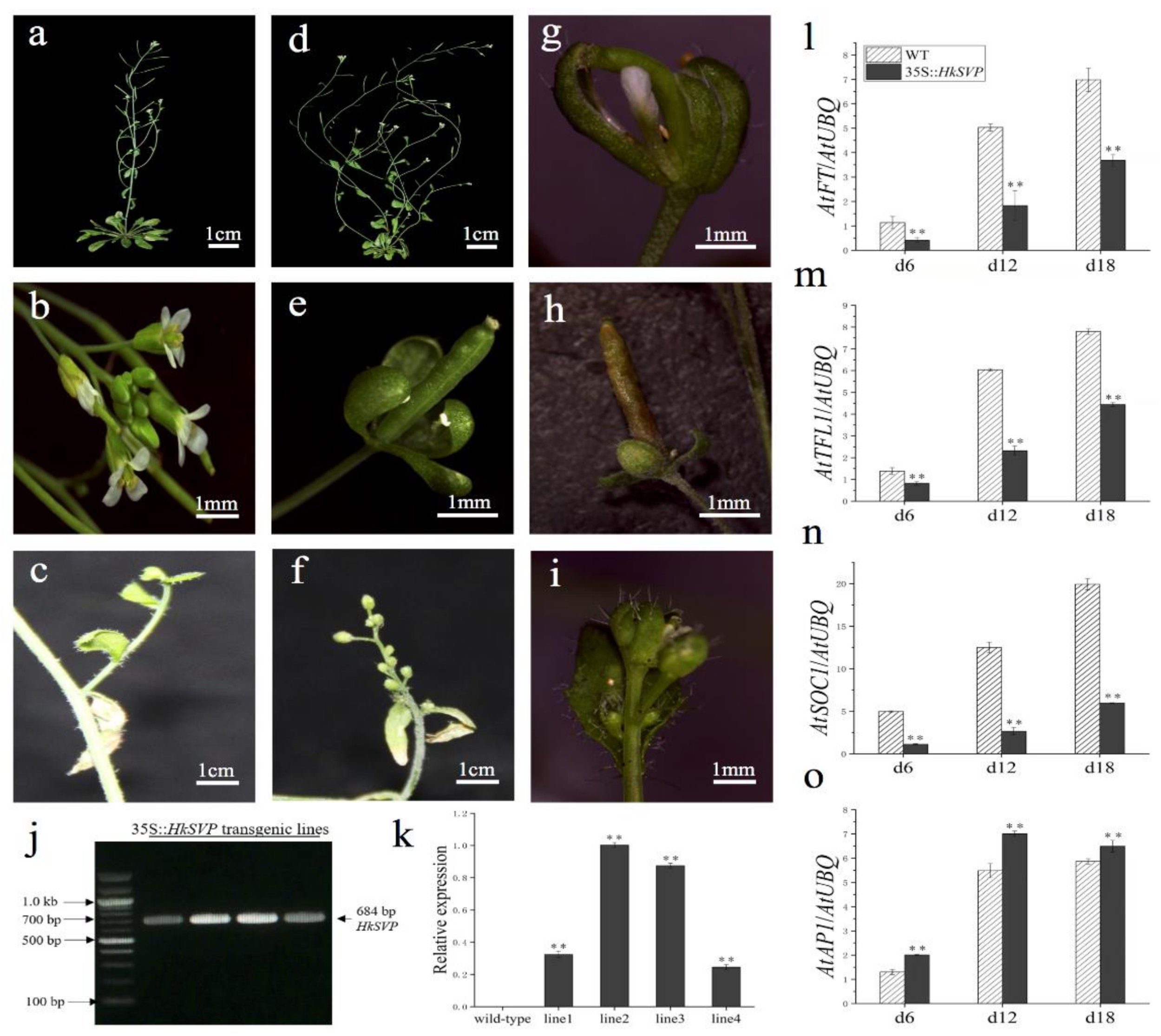 Ijms 22 12010 g005 550