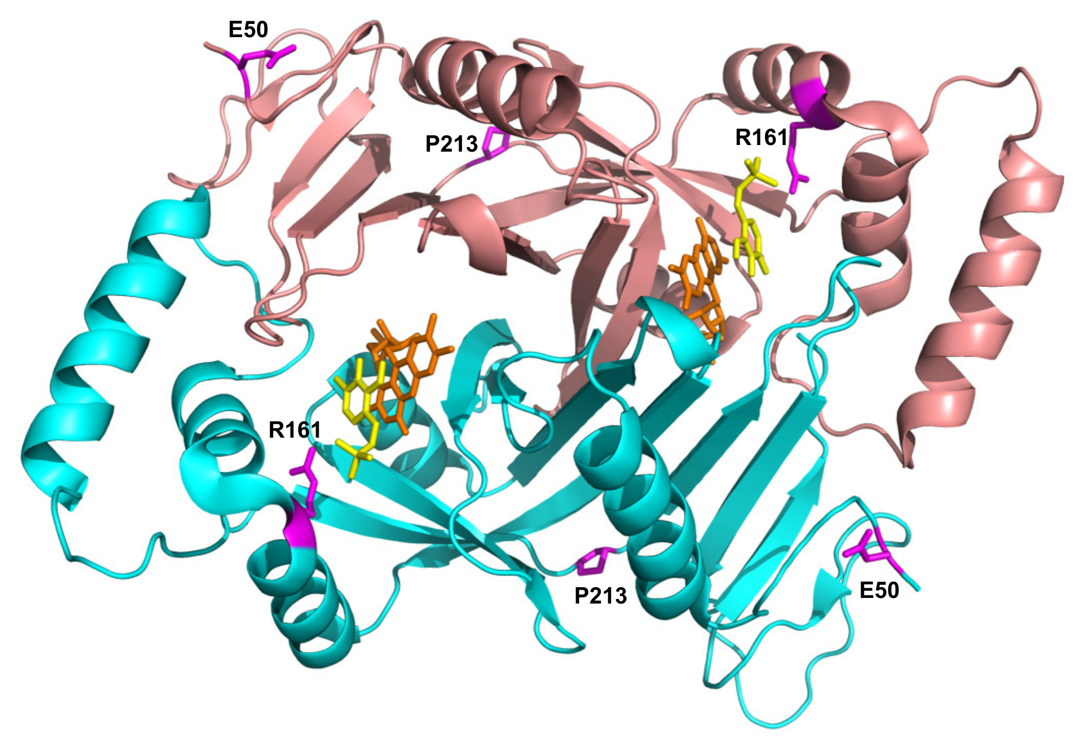 Ijms 22 12013 g005 550