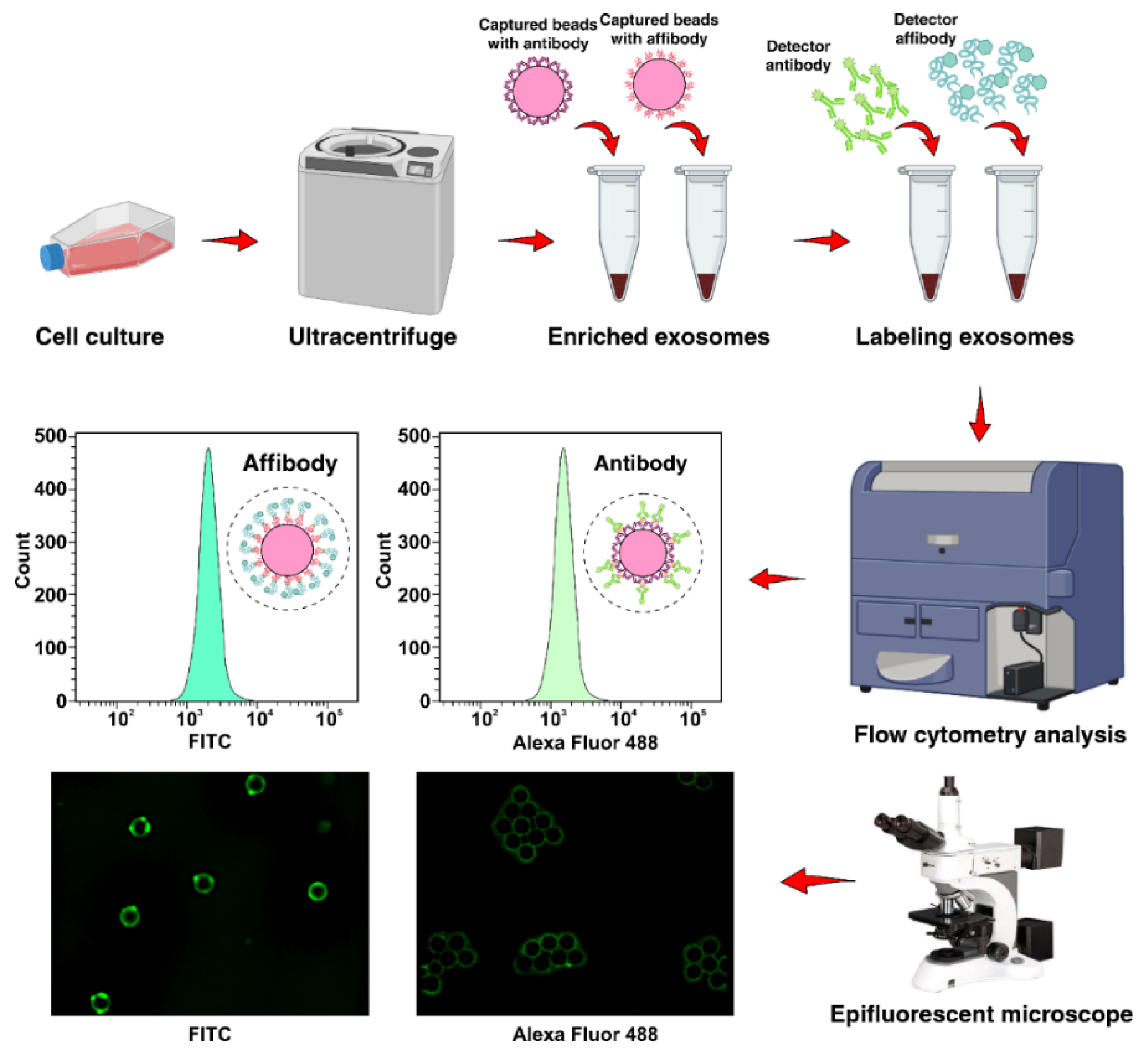 Ijms 22 12014 g001 550