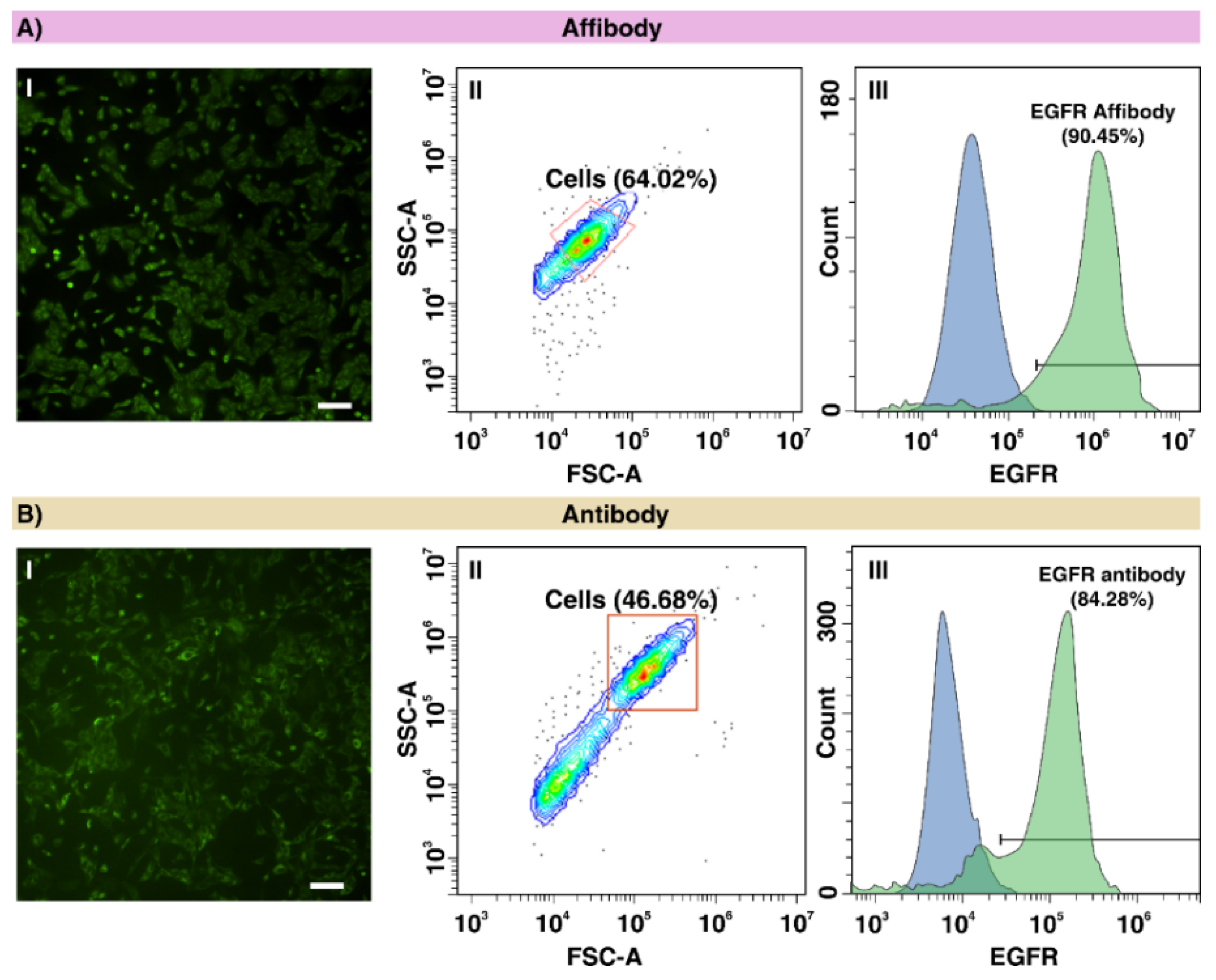 Ijms 22 12014 g002 550