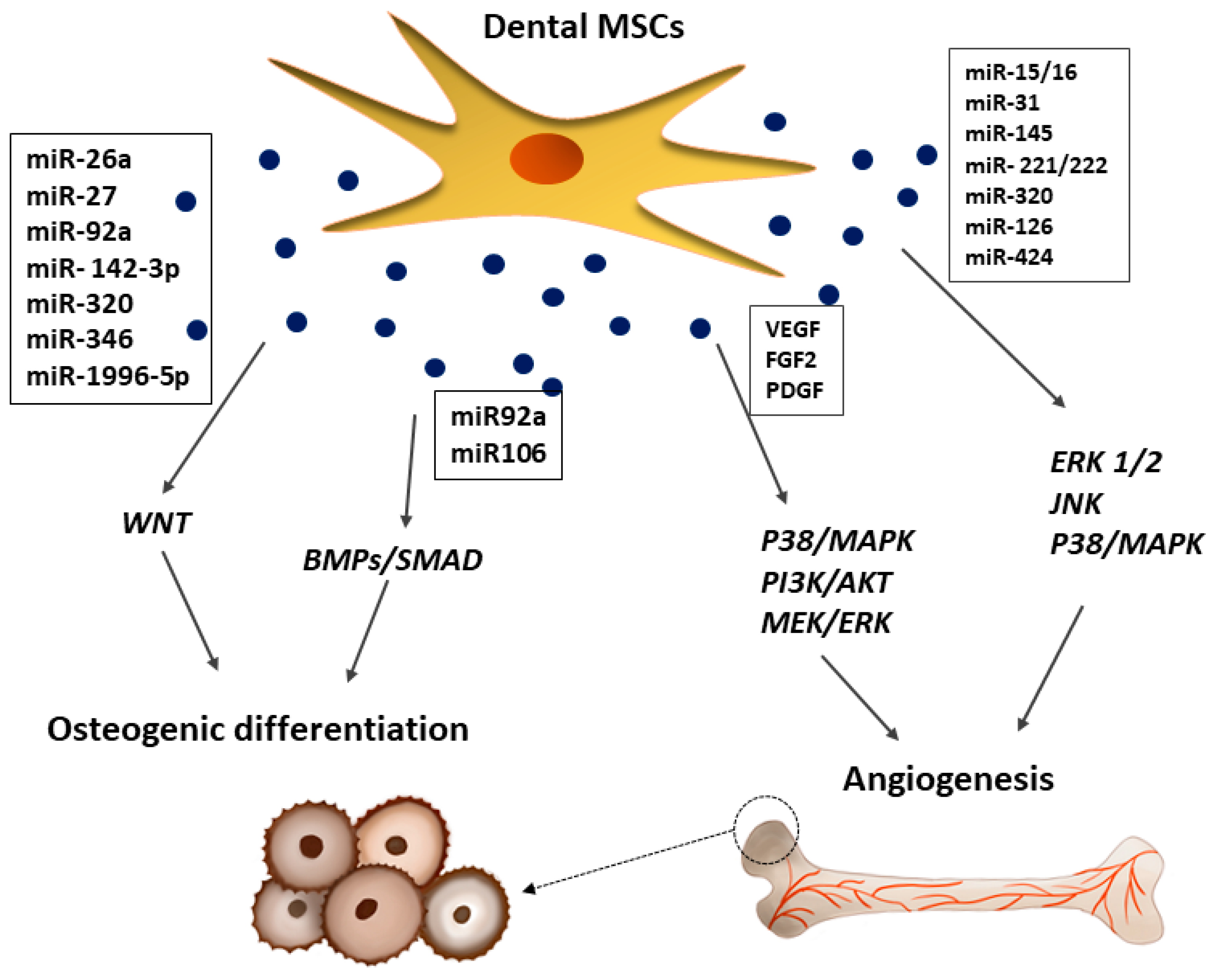 Ijms 22 12018 g005 550