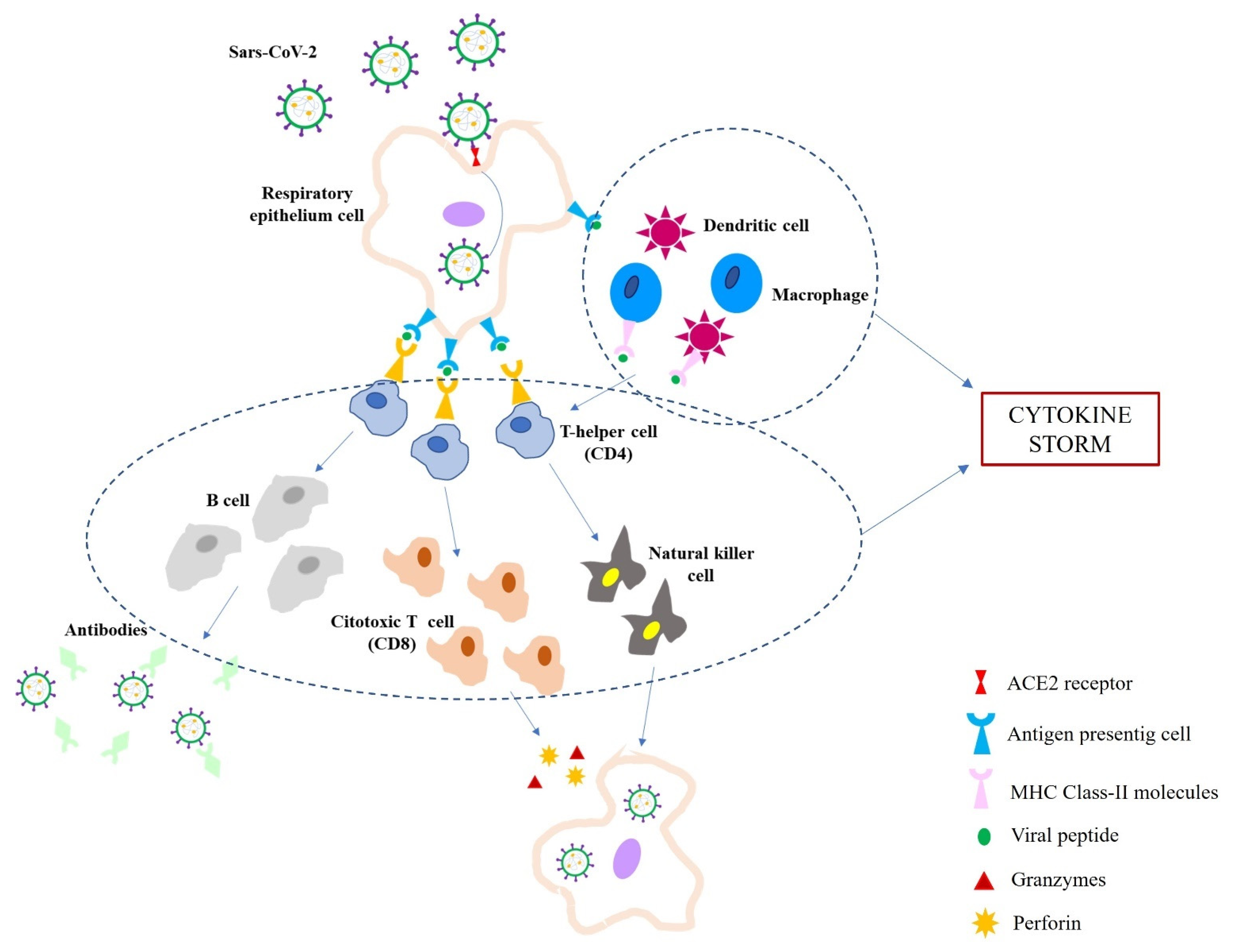 Ijms 22 12024 g001 550