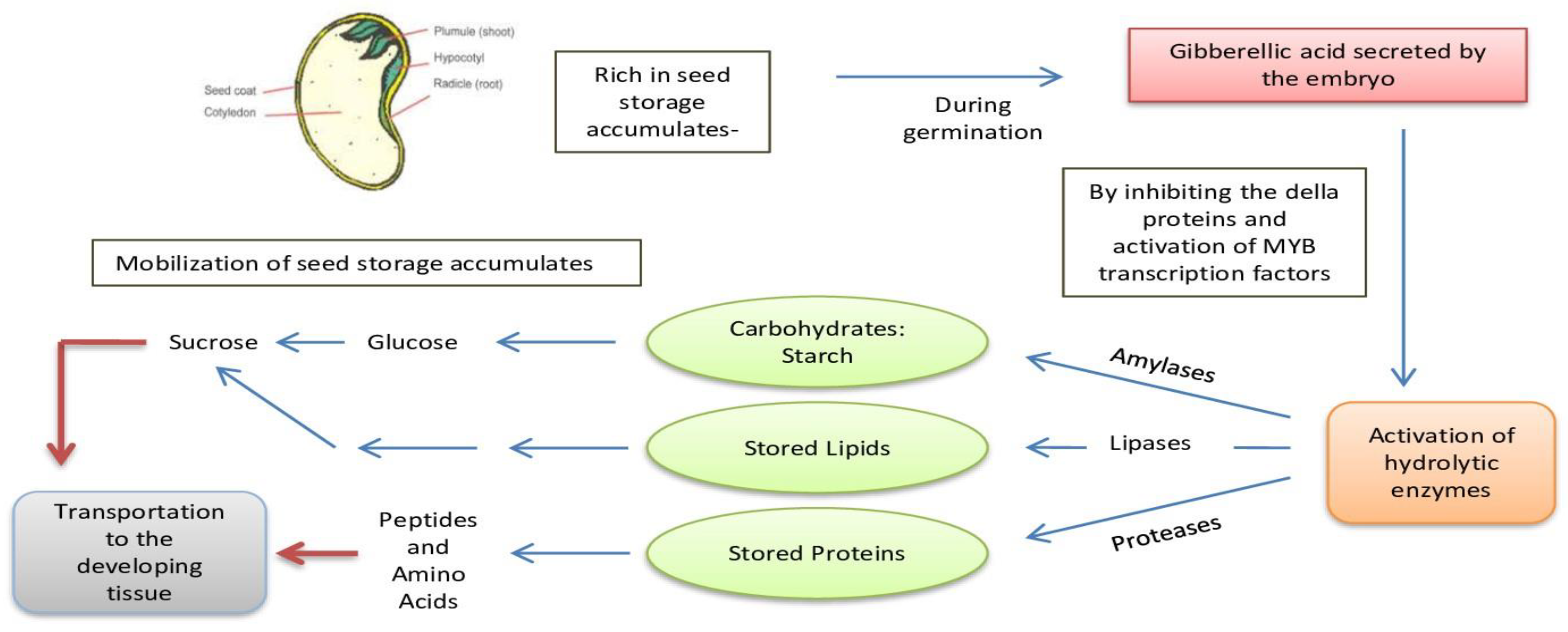 Ijms 22 12032 g002 Ijms 22 12032 g002