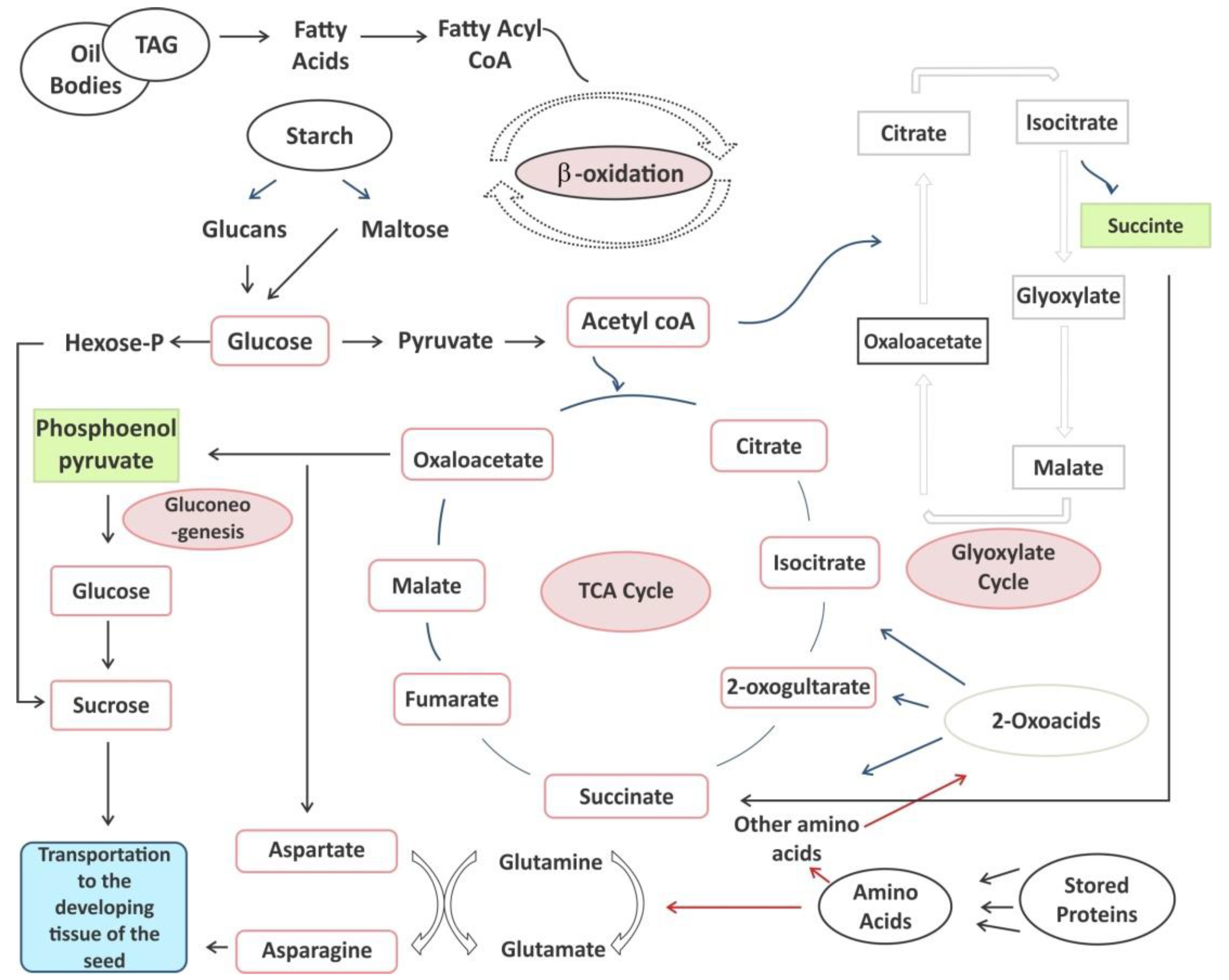 Ijms 22 12032 g003 Ijms 22 12032 g003