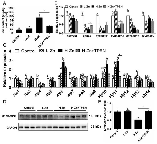 Dietary Nano-ZnO Is Absorbed via Endocytosis and ZIP Pathways 