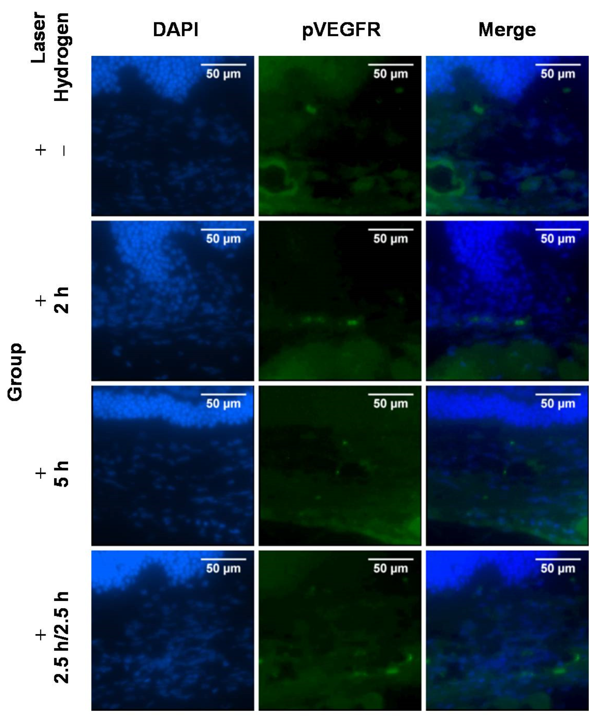 Ijms 22 12049 g004 550