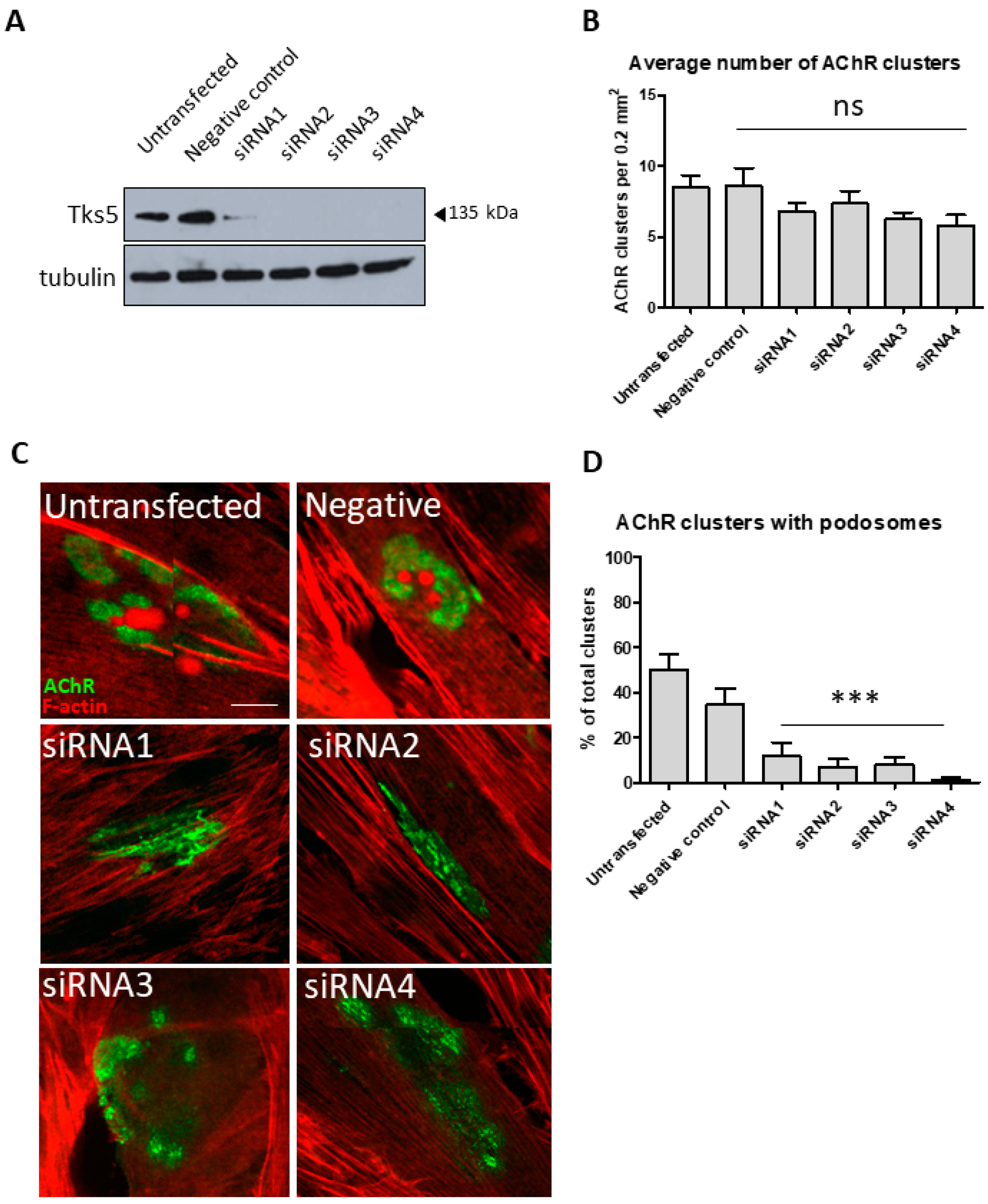 Ijms 22 12051 g002 550