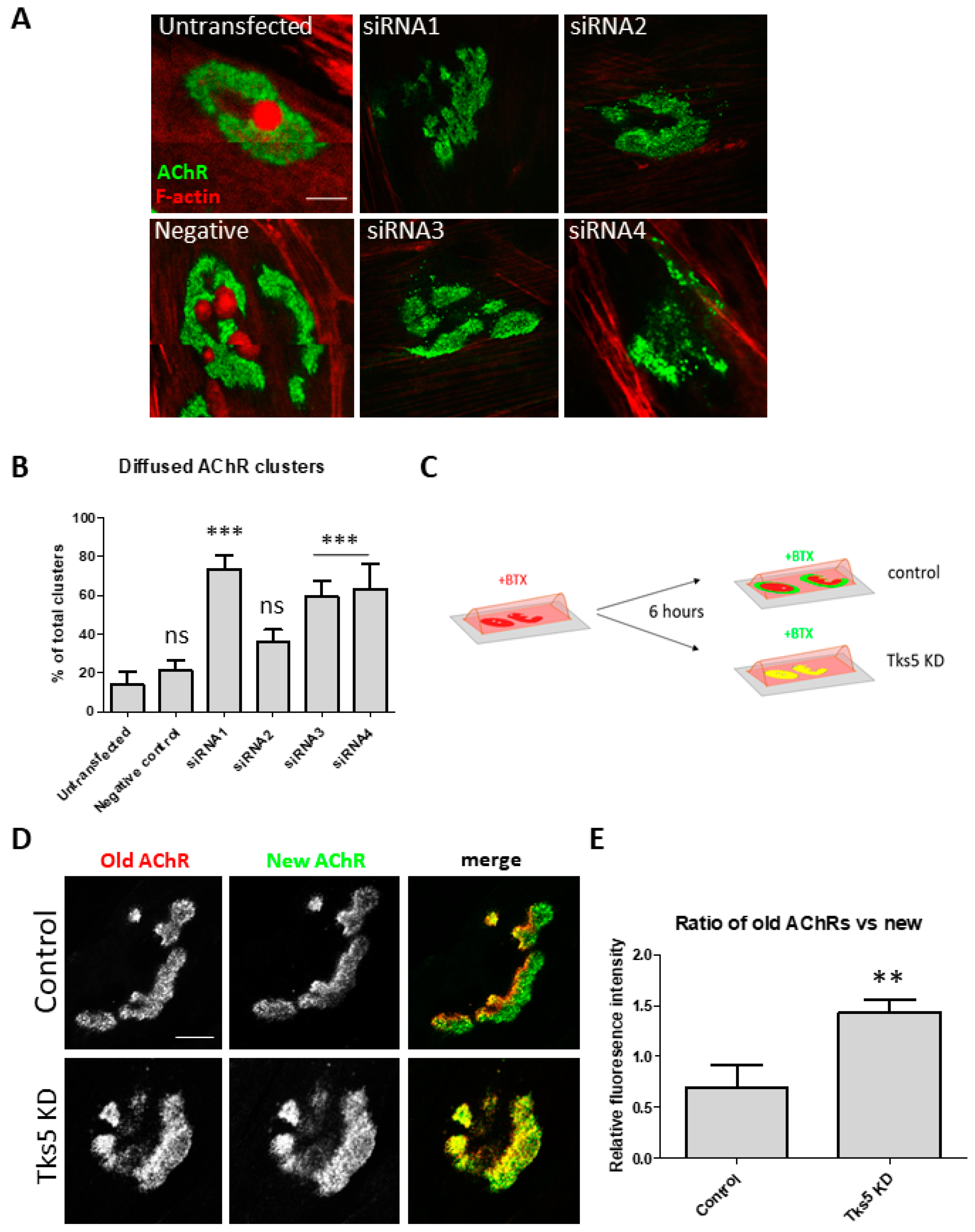 Ijms 22 12051 g003 550