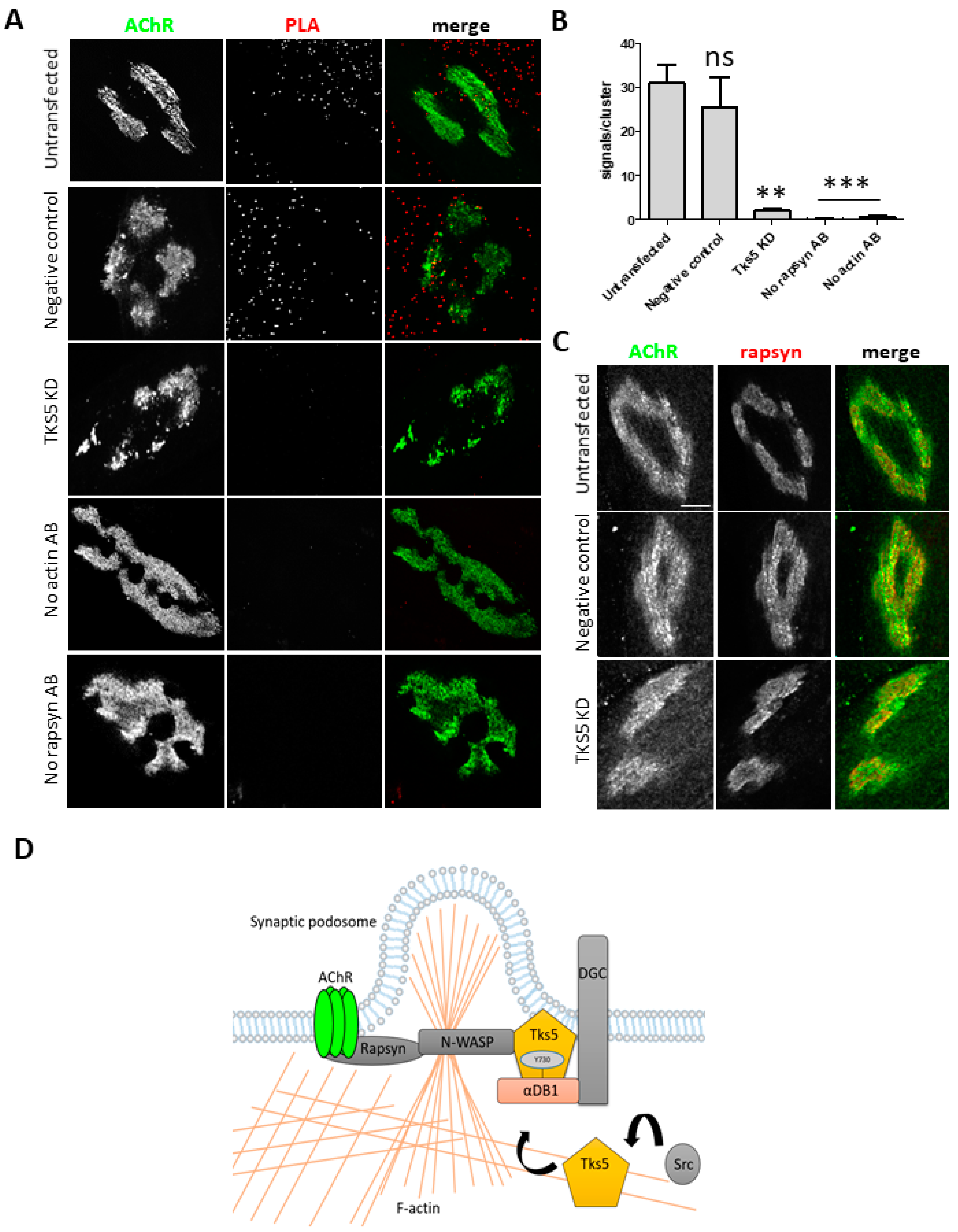 Ijms 22 12051 g004 550