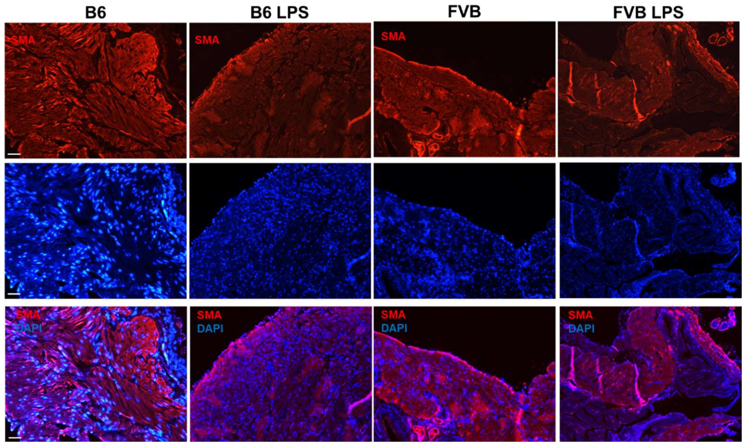 Ijms 22 12053 g006 550