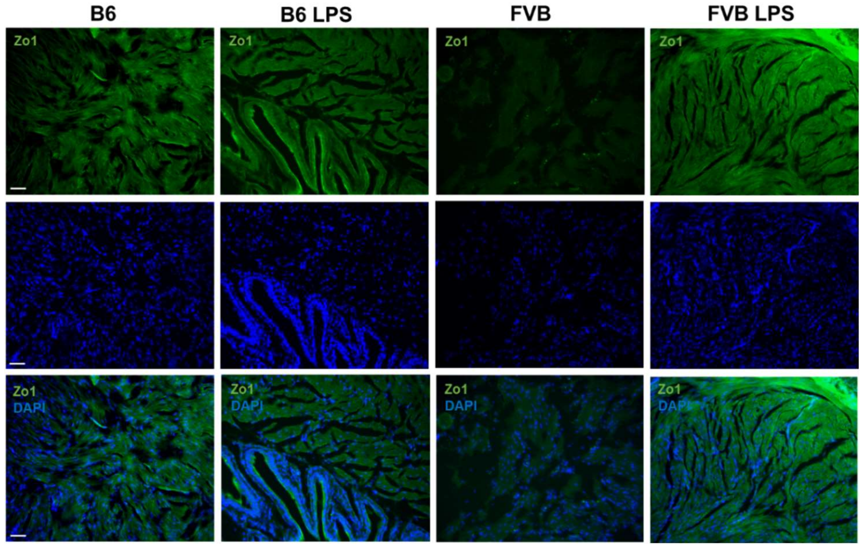 Ijms 22 12053 g008 550