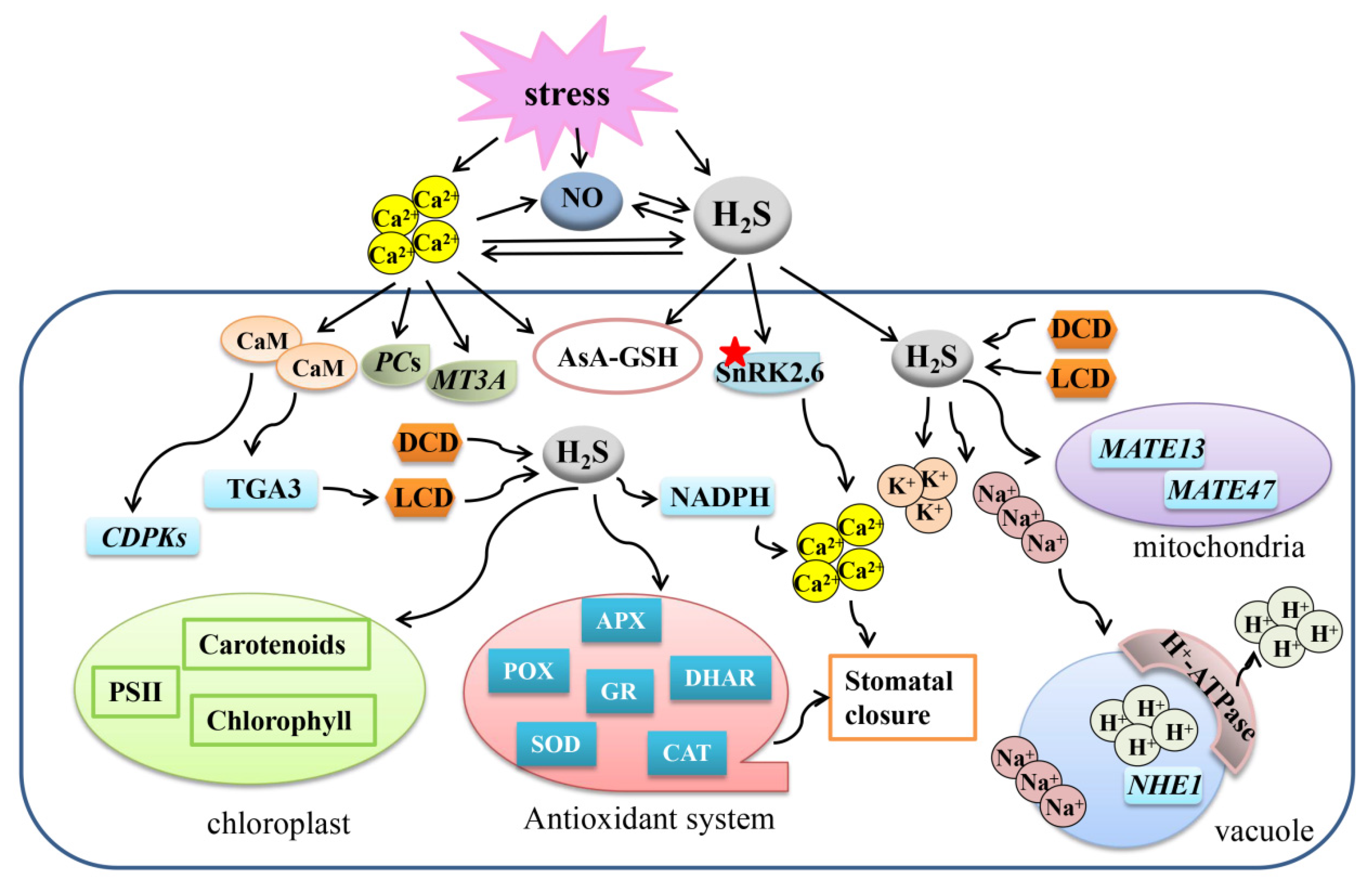 Ijms 22 12068 g002 550