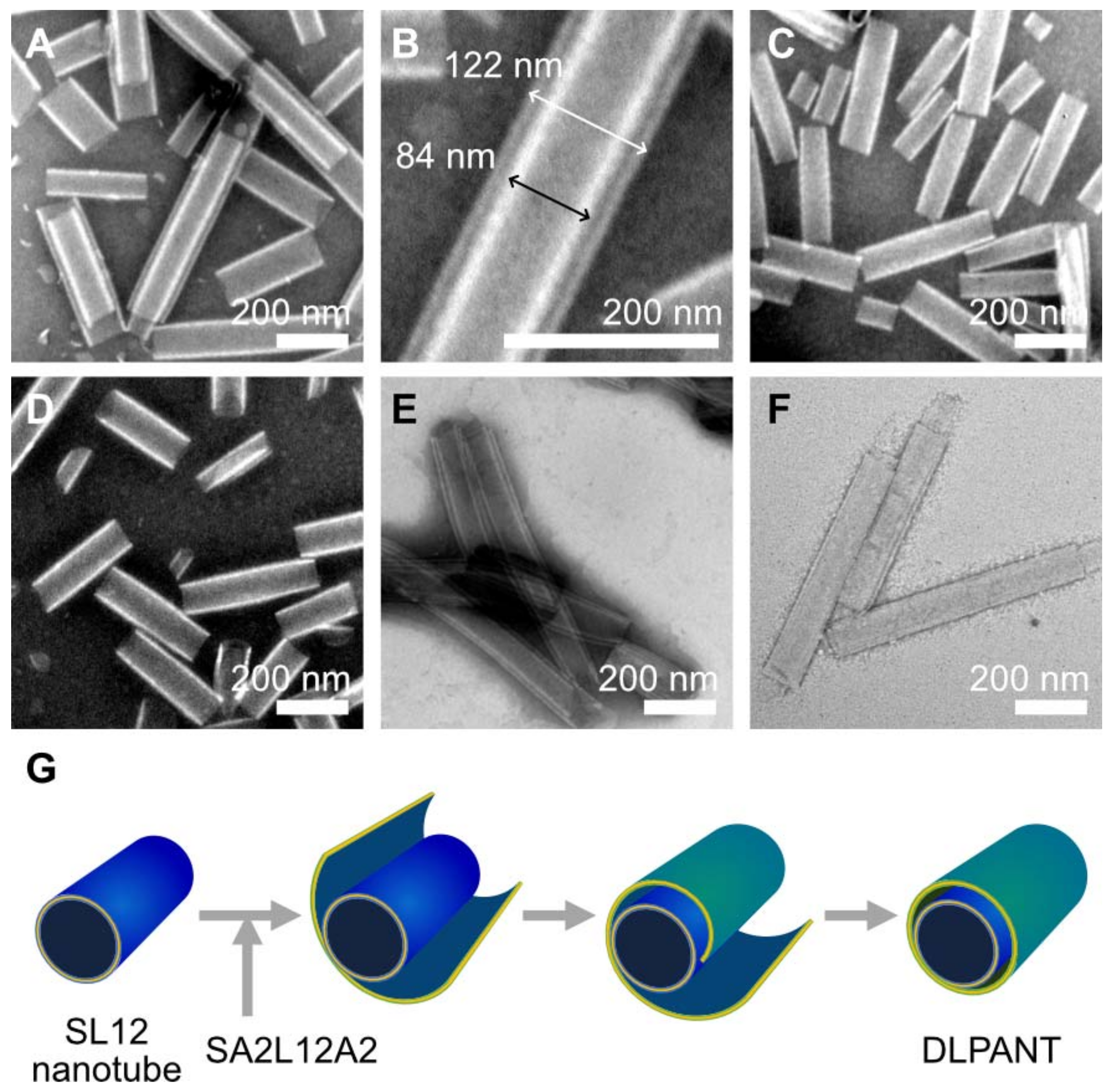 Ijms 22 12075 g005 550