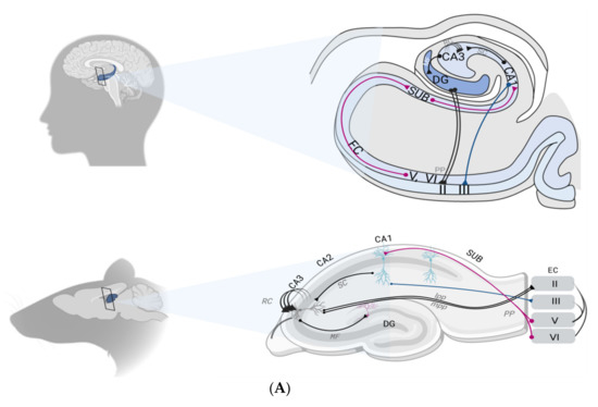 IJMS | Free Full-Text | Memory Disorders Related to Hippocampal ...
