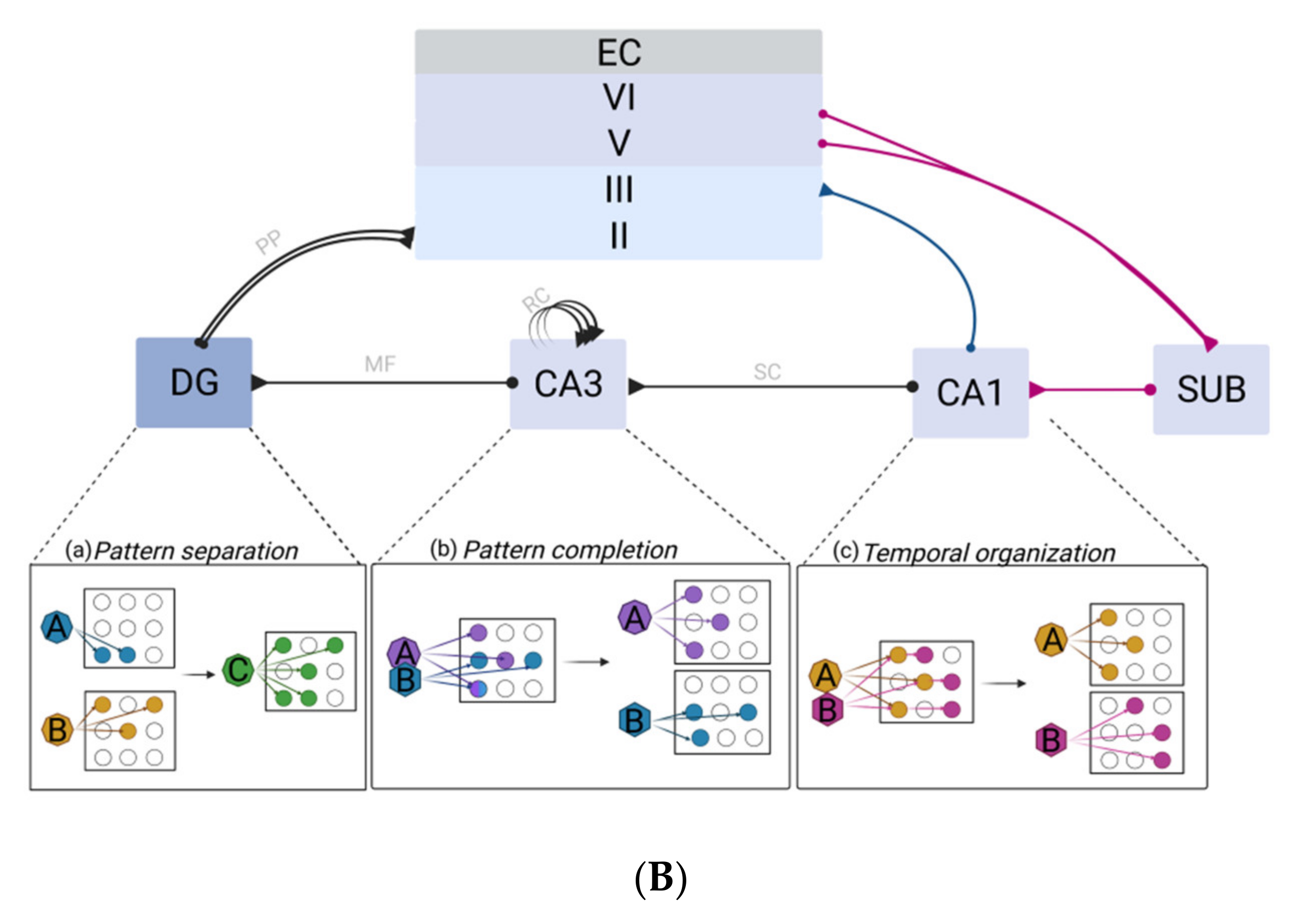 Ijms 22 12082 g001b Ijms 22 12082 g001b
