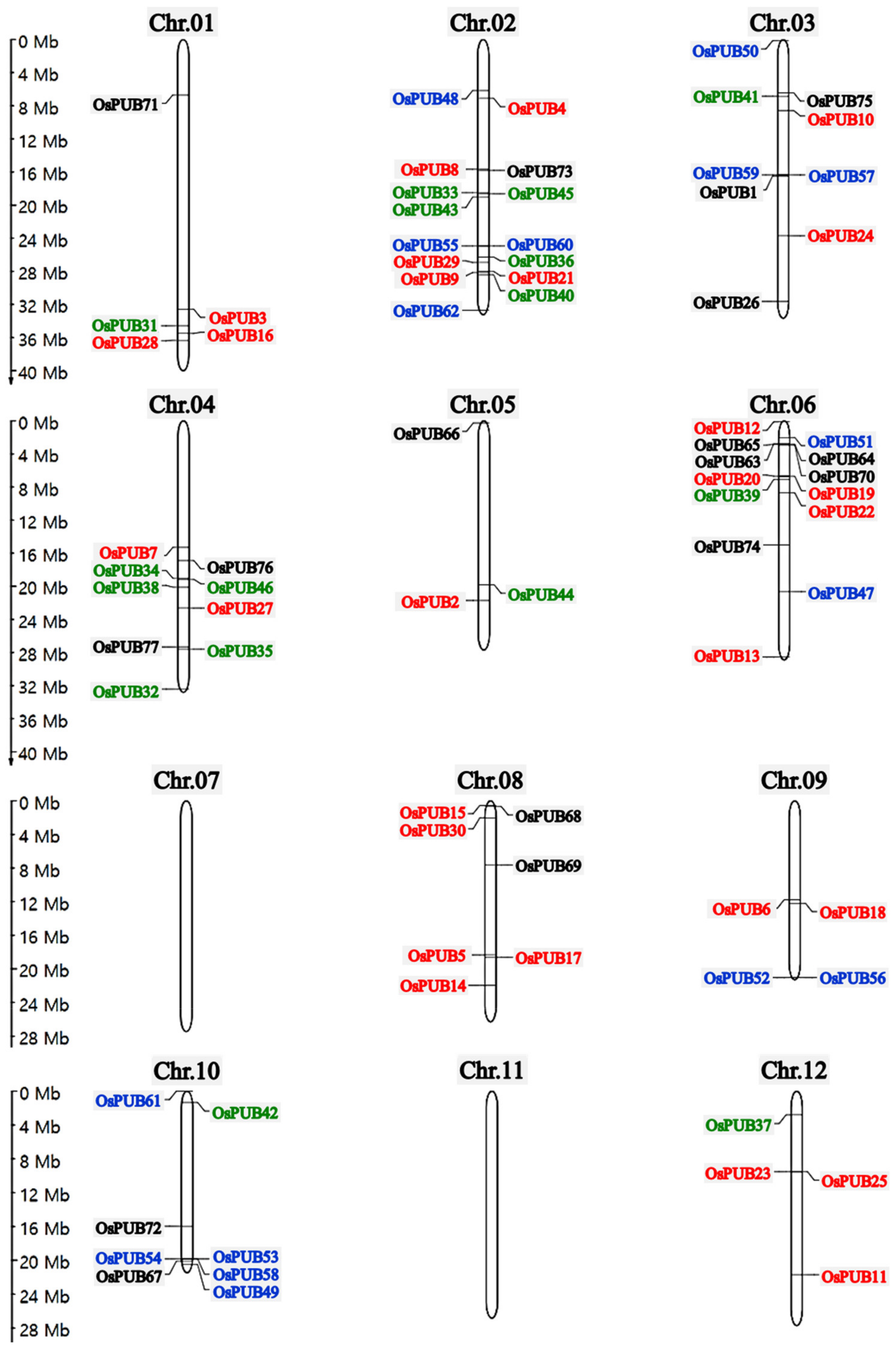 Ijms Free Full Text Molecular And Functional Analysis Of U Box Ubiquitin Ligase Gene Family In Rice Oryza Sativa Html