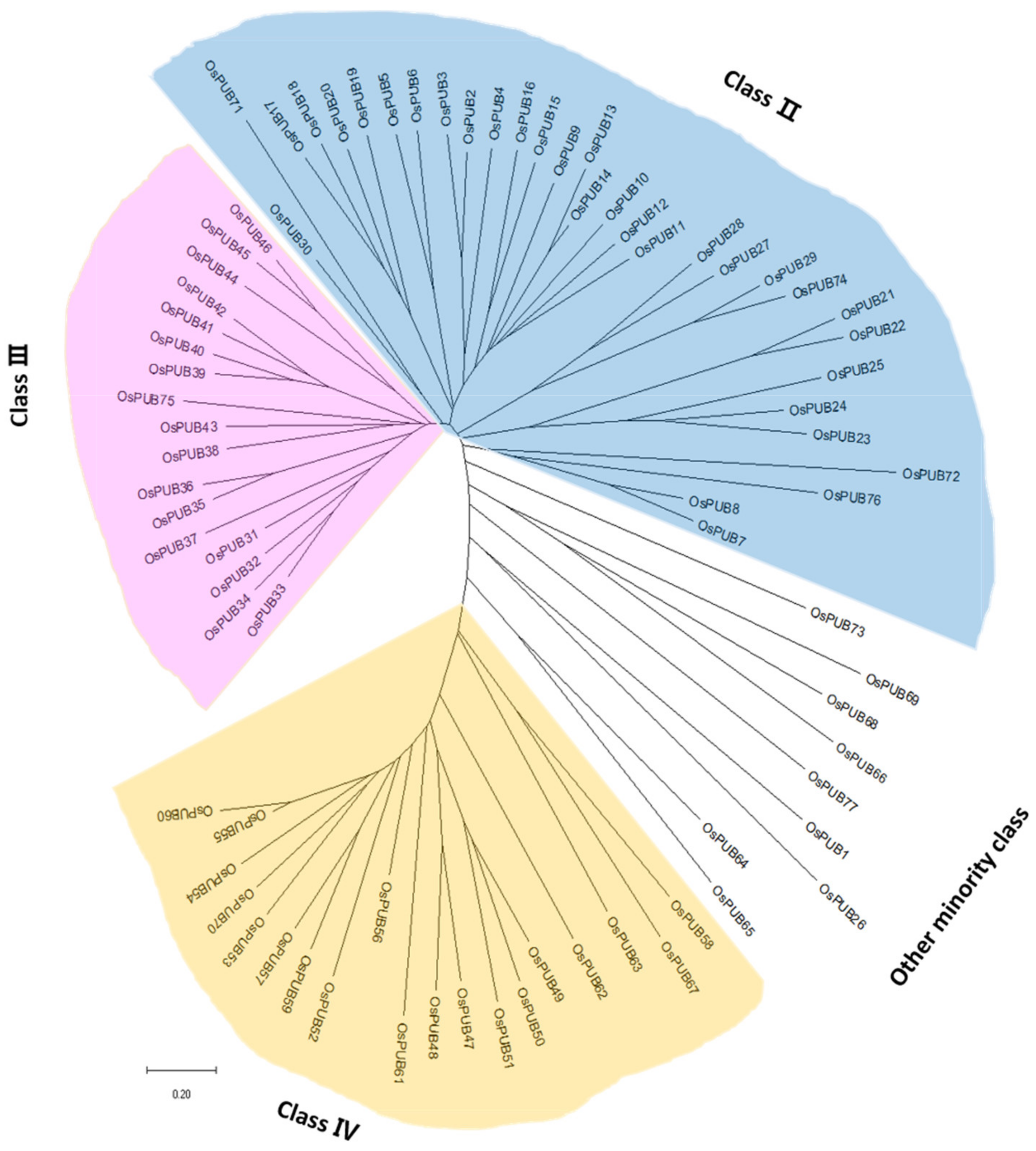 Ijms Free Full Text Molecular And Functional Analysis Of U Box Ubiquitin Ligase Gene Family In Rice Oryza Sativa Html