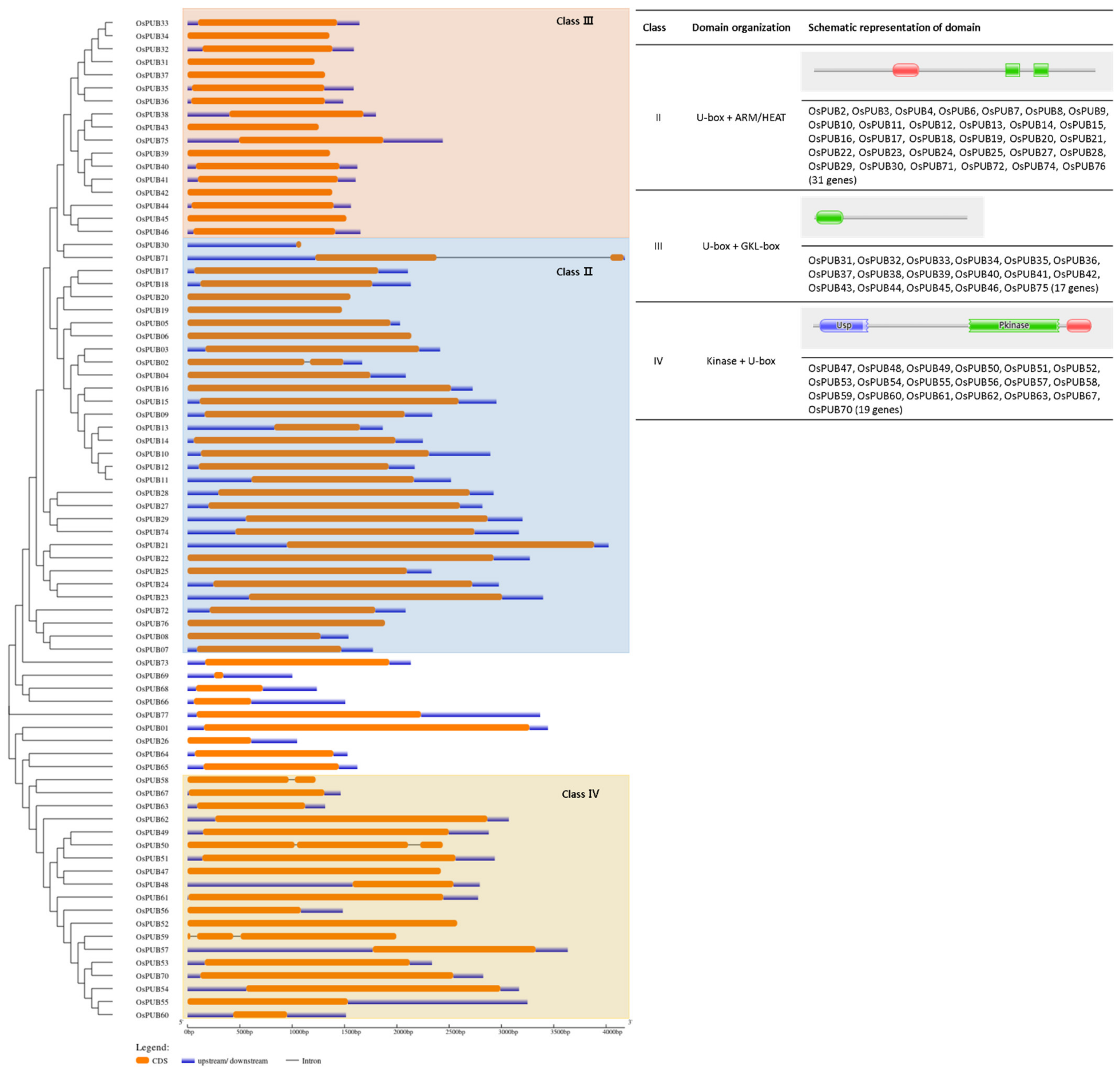 Ijms Free Full Text Molecular And Functional Analysis Of U Box Ubiquitin Ligase Gene Family In Rice Oryza Sativa Html