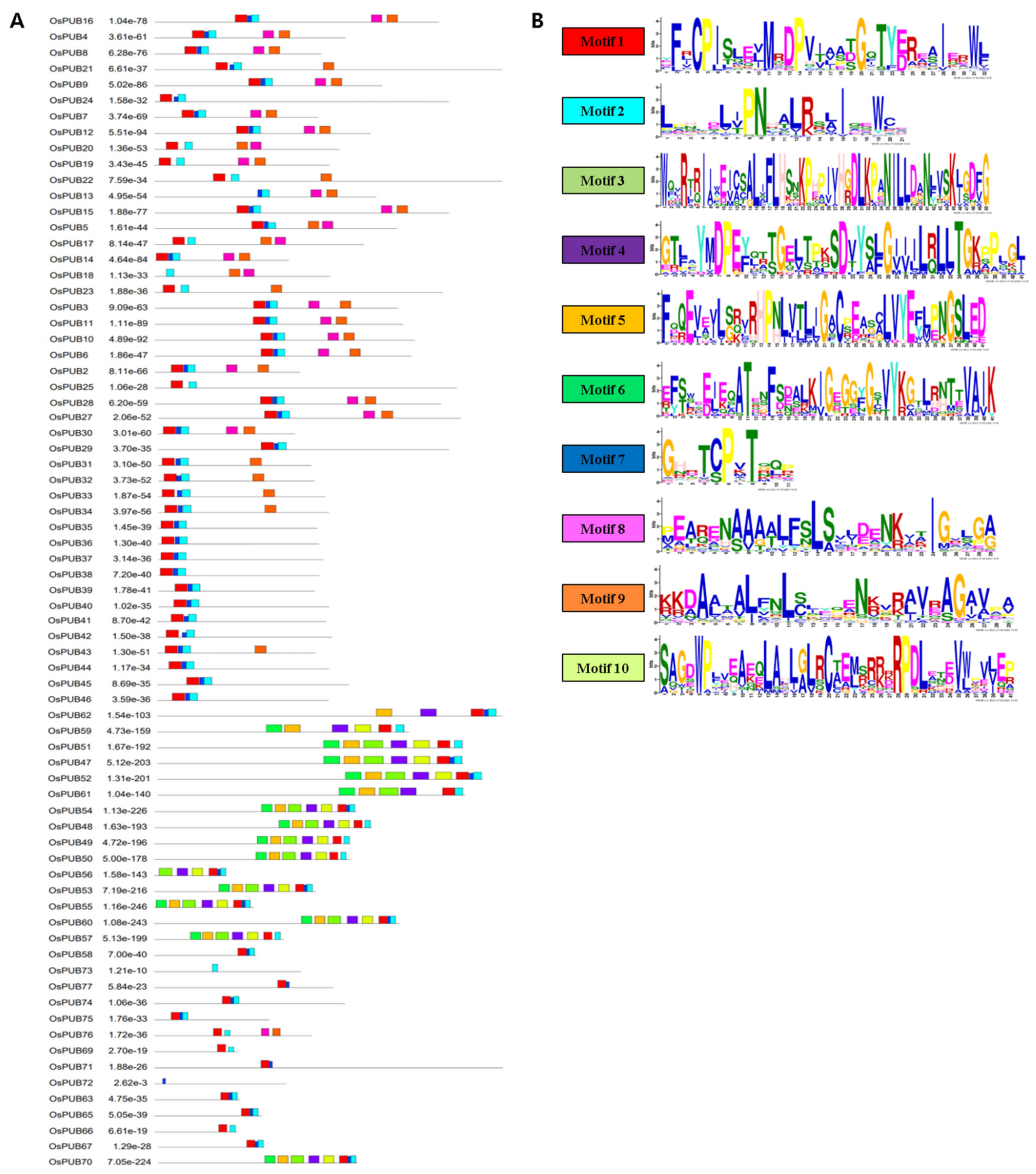 Ijms Free Full Text Molecular And Functional Analysis Of U Box Ubiquitin Ligase Gene Family In Rice Oryza Sativa Html