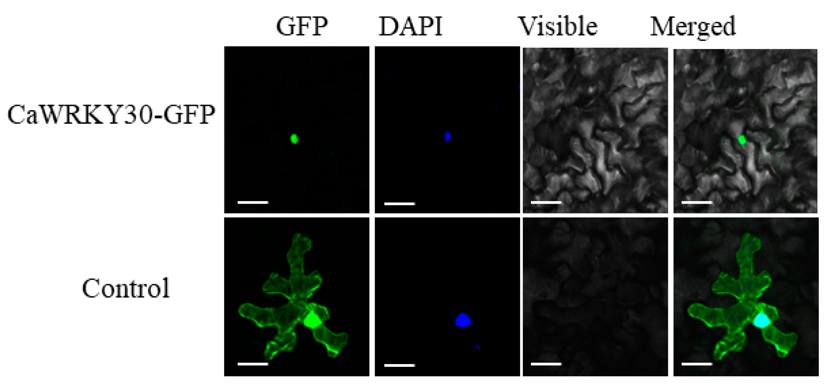 Ijms 22 12091 g003 550