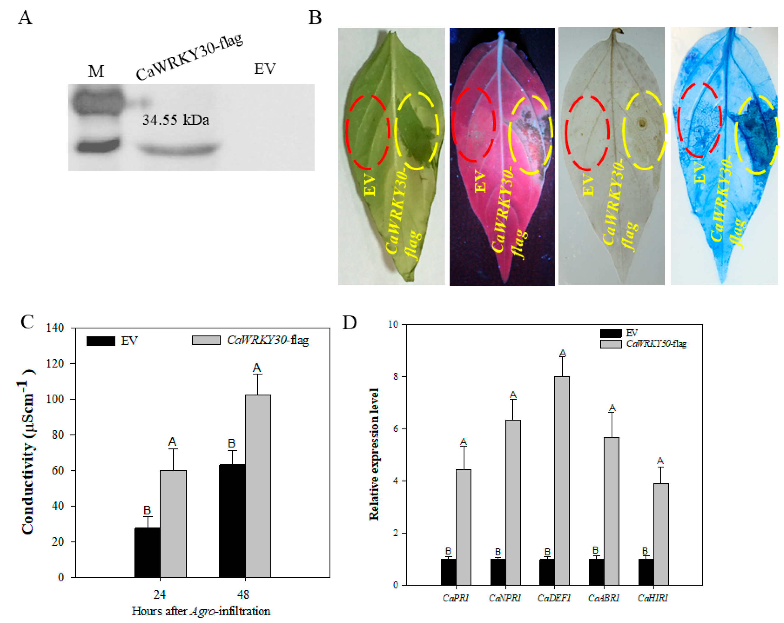Ijms 22 12091 g005 550