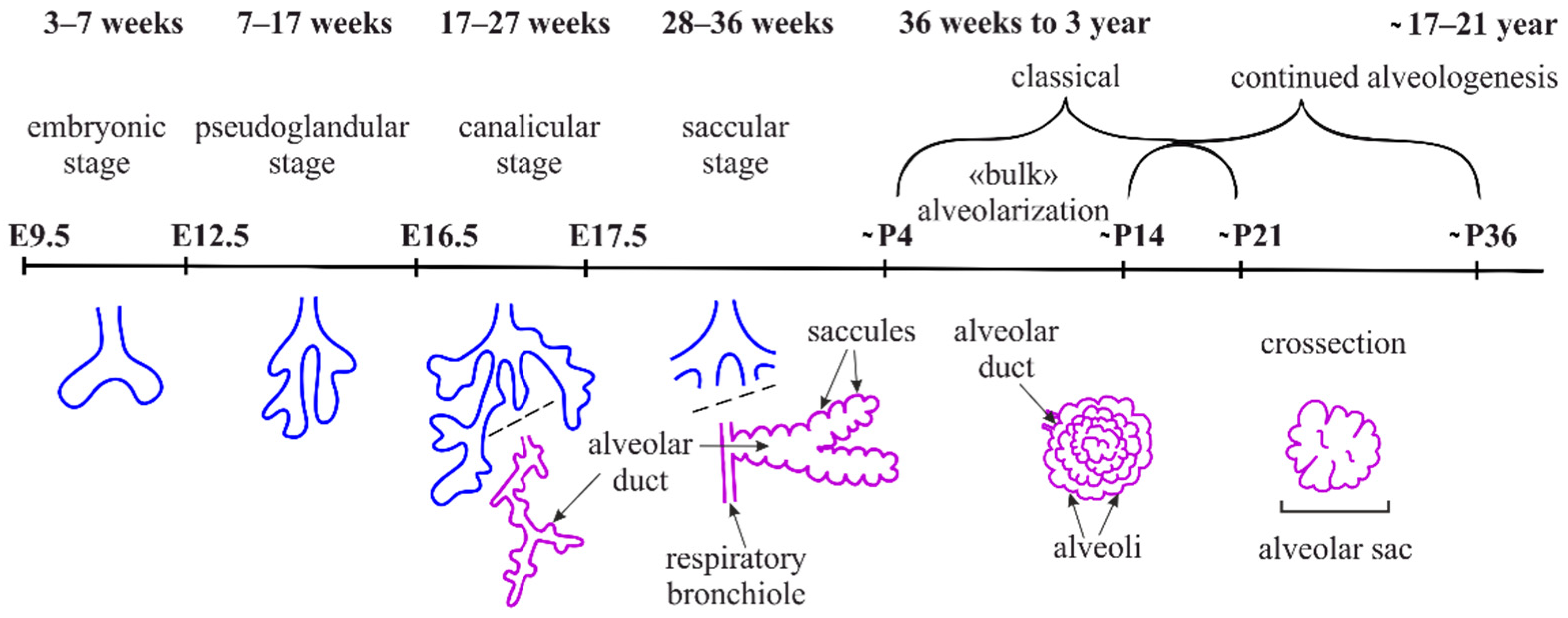 IJMS Free Full Text Alveologenesis What Governs Secondary