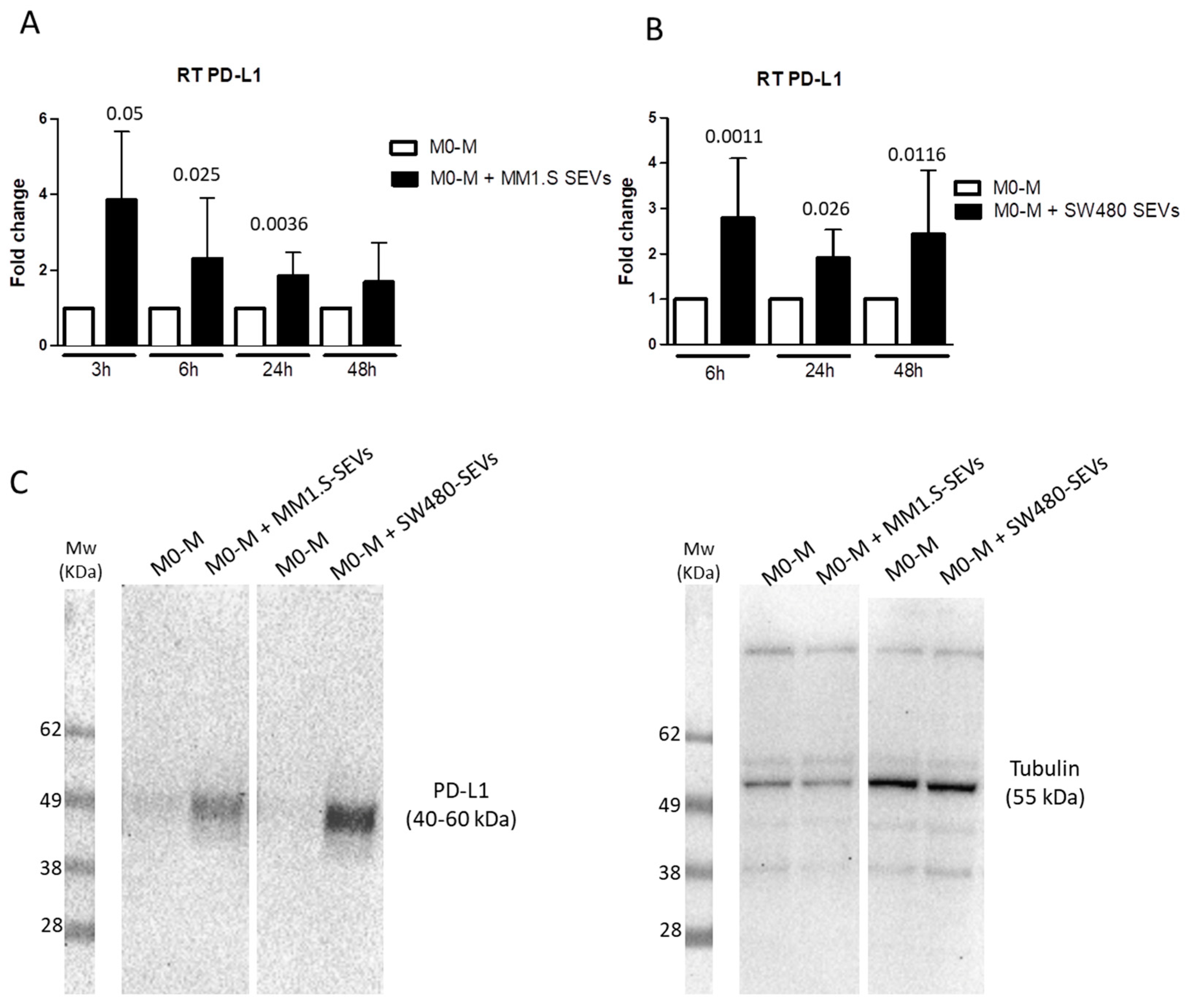 Tumor-Derived Small Extracellular Vesicles Induce Pro