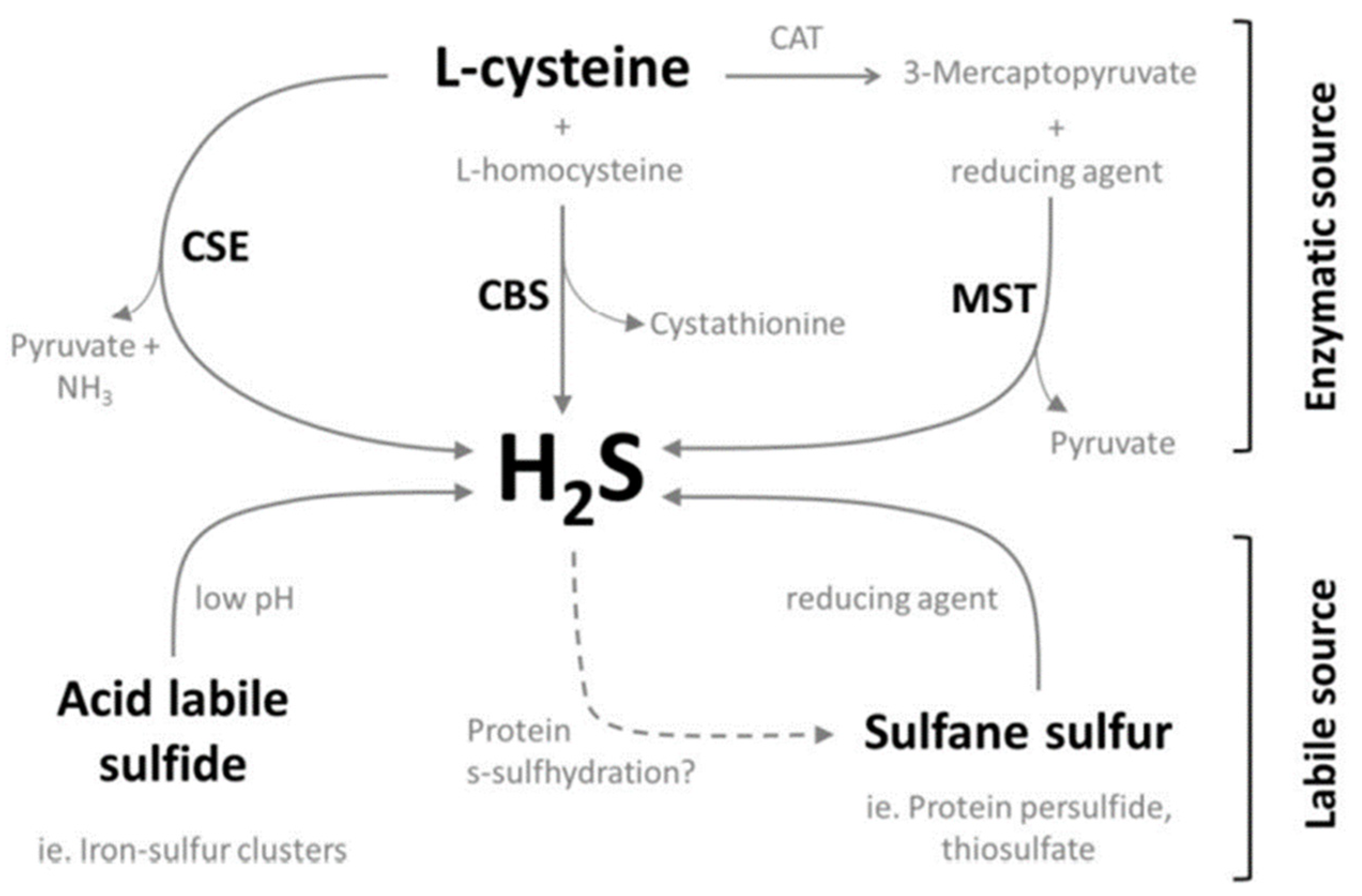 Ijms 22 12136 g003 Ijms 22 12136 g003
