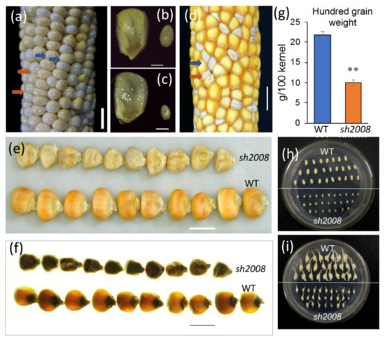 その他 Te3 Srixon ZXi4 Irons - Maple Hill Golf