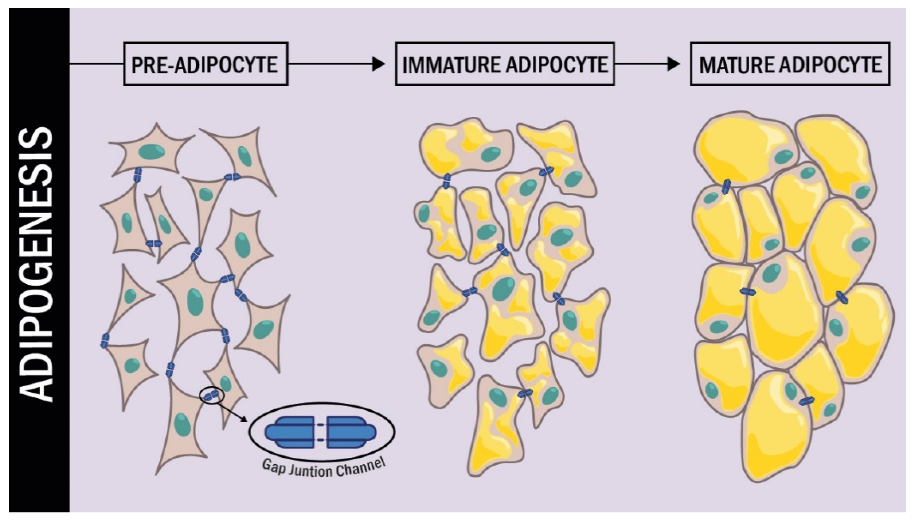 Ijms 22 12145 g002 Ijms 22 12145 g002