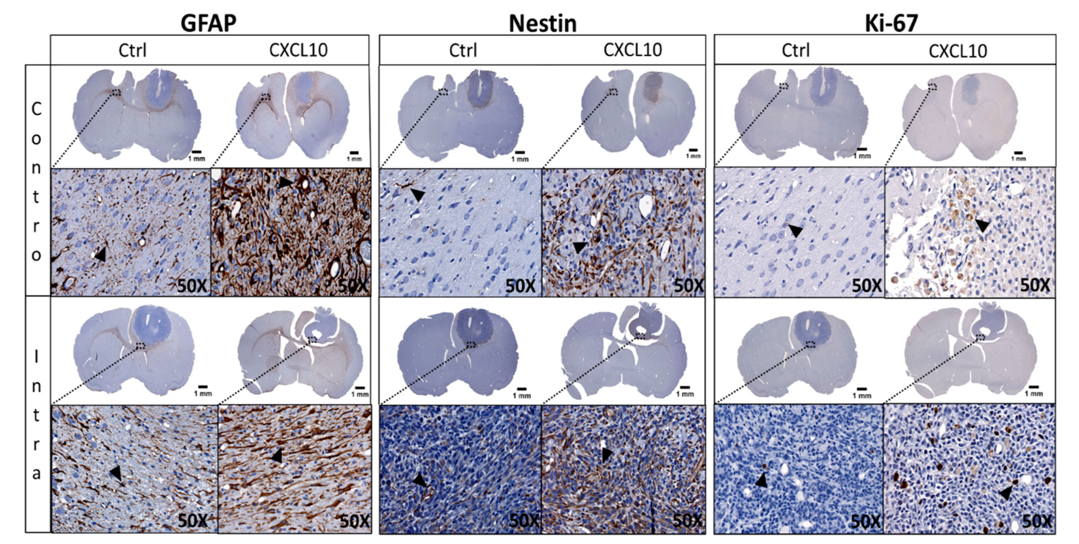 Ijms 22 12150 g004 550