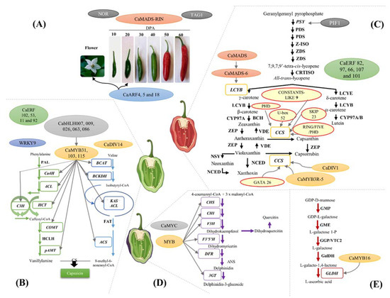 zuum Transcriptional Regulation of Ripening in Chili Pepper