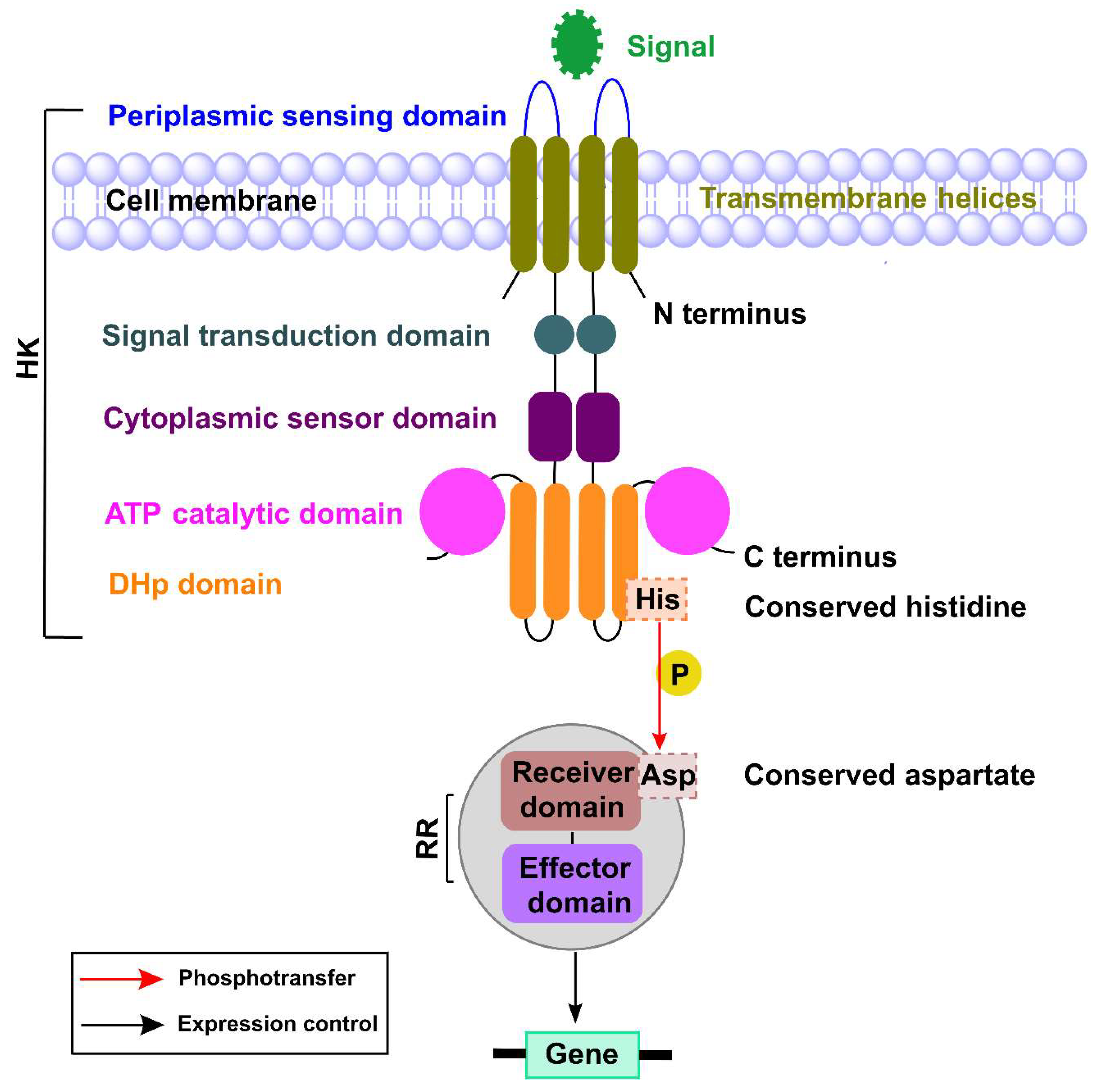 Ijms 22 12152 g002 Ijms 22 12152 g002