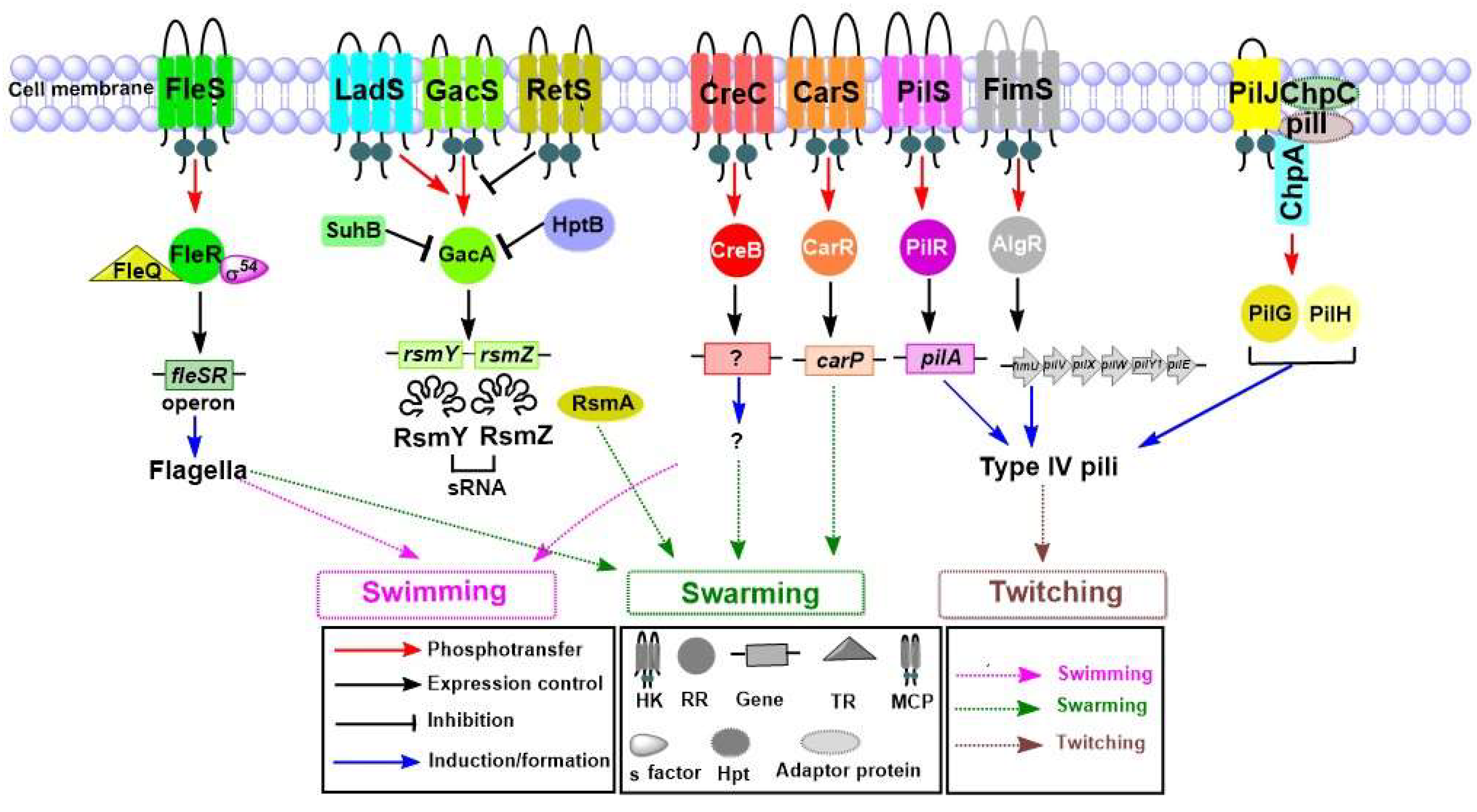 Ijms 22 12152 g004 Ijms 22 12152 g004