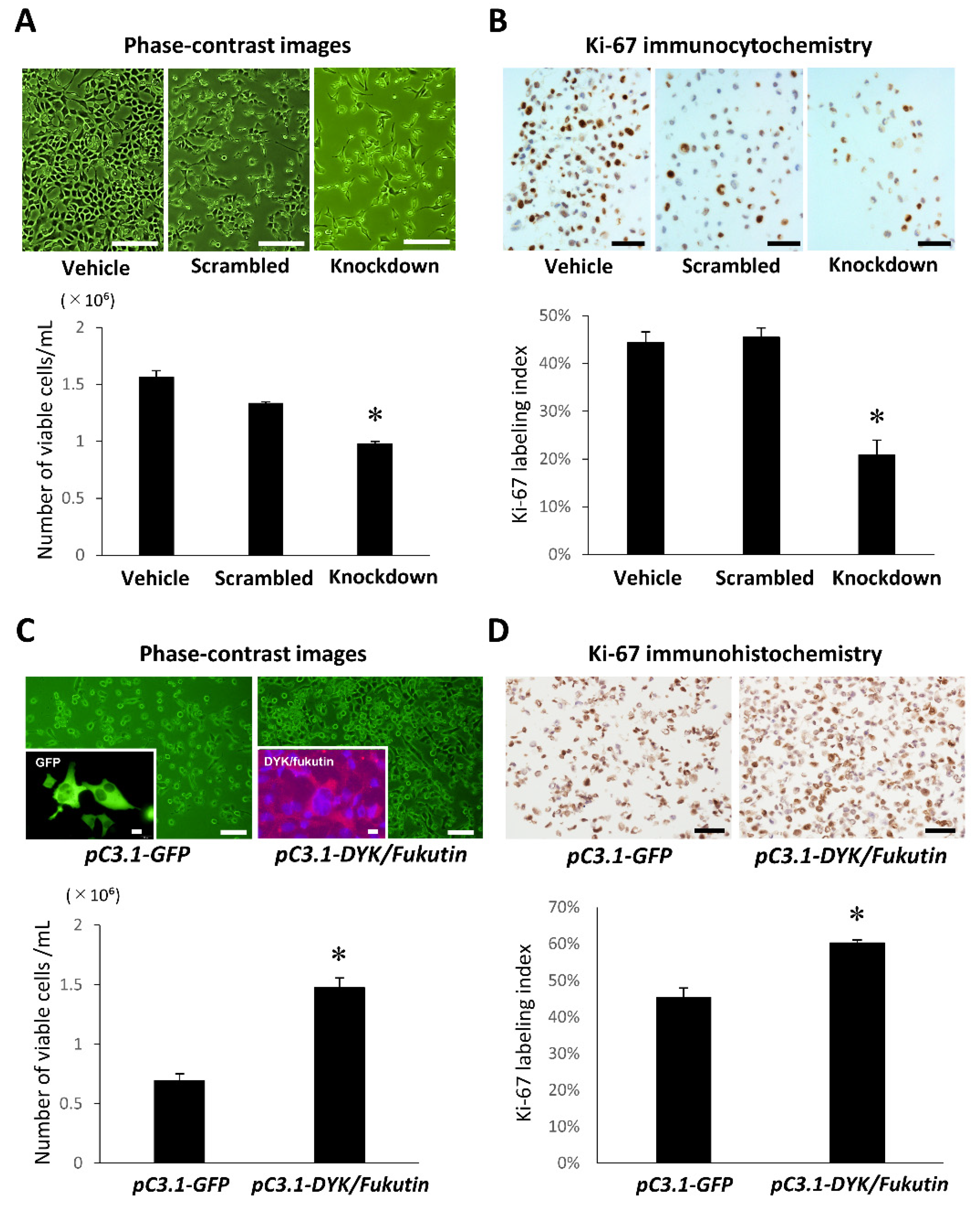 Ijms 22 12153 g002 Ijms 22 12153 g002