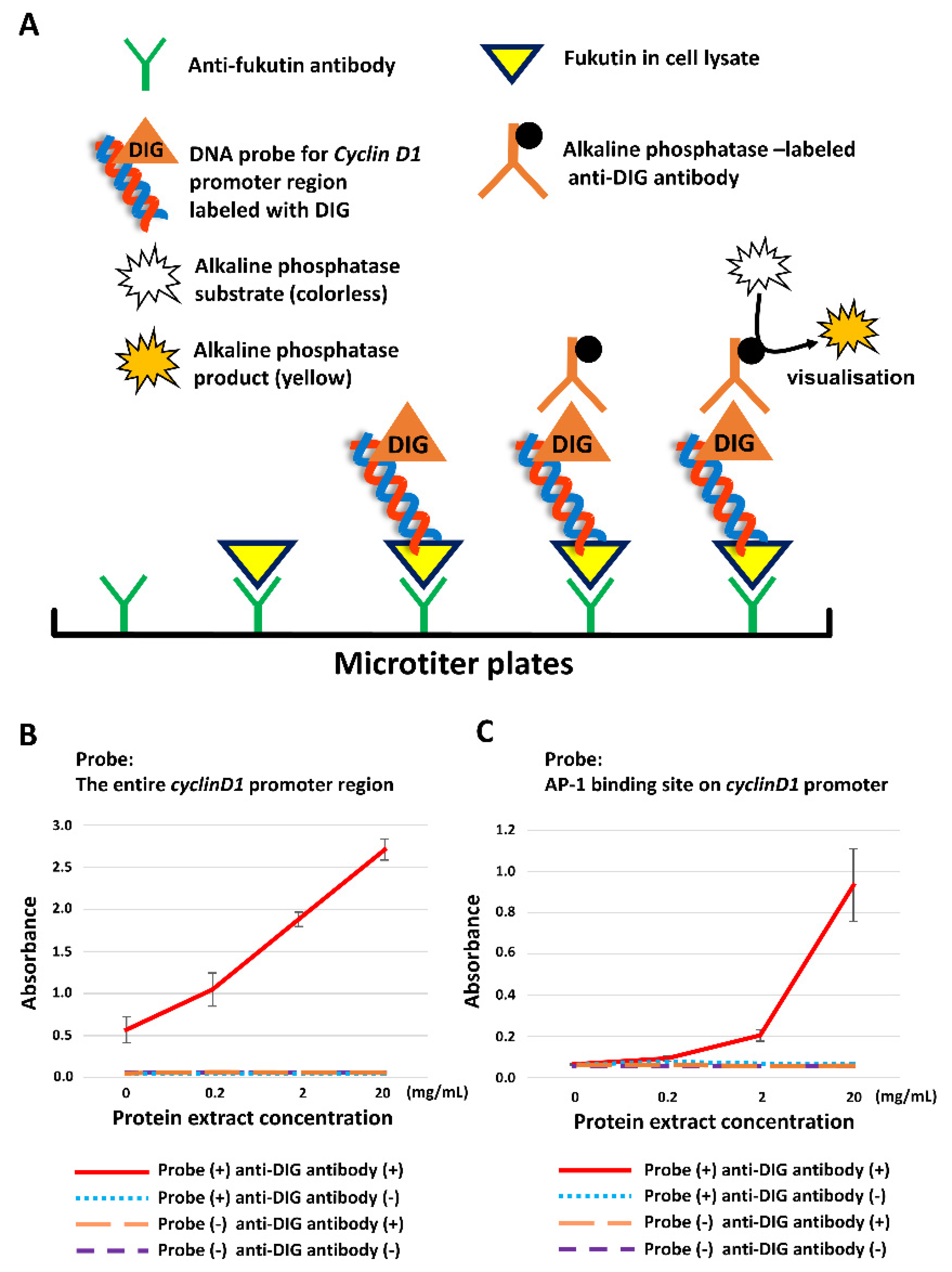 Ijms 22 12153 g004 Ijms 22 12153 g004